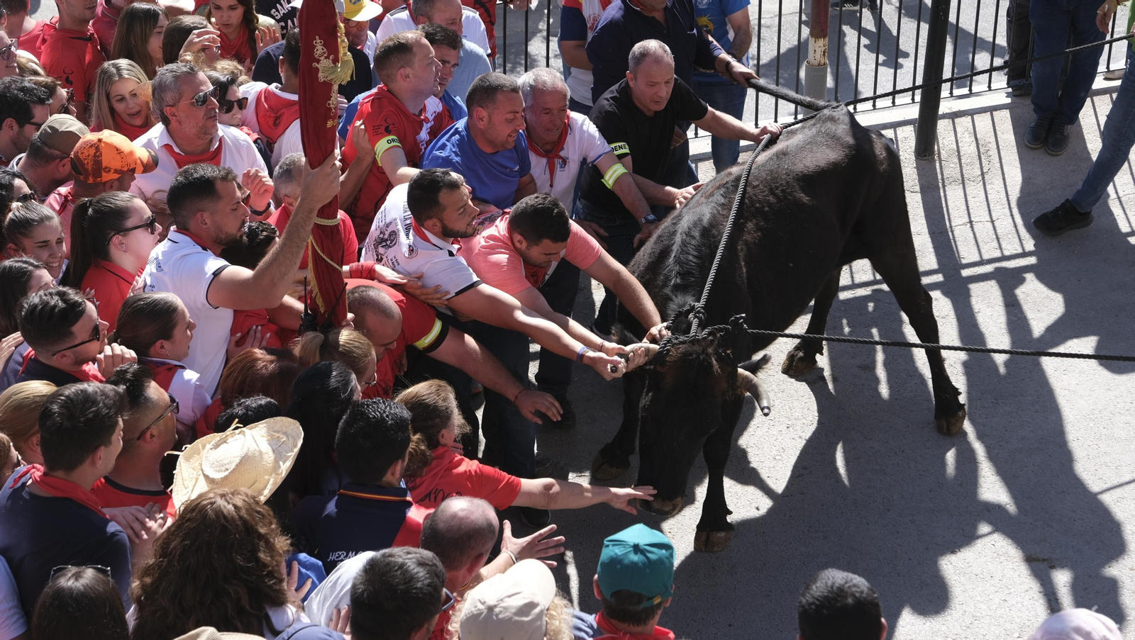 Imágenes de los toros ensogaos y San Marcos, en las Fiestas de Ohanes