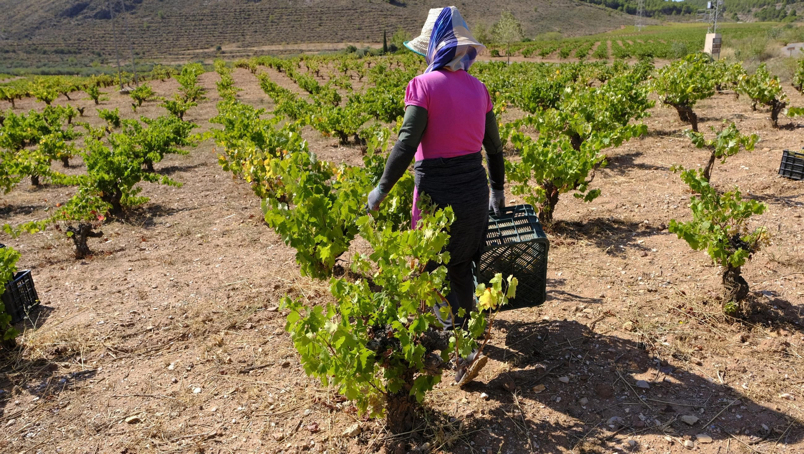La vendimia en la Bodega Cortijo del Cura de Laujar, en imágenes