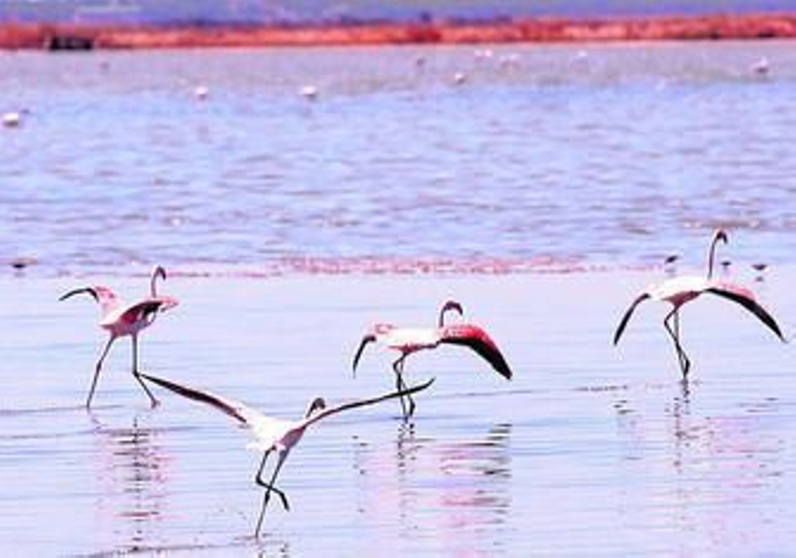 Punta Umbría y Gibraleón suman sus municipios a la Reserva de la Biosfera