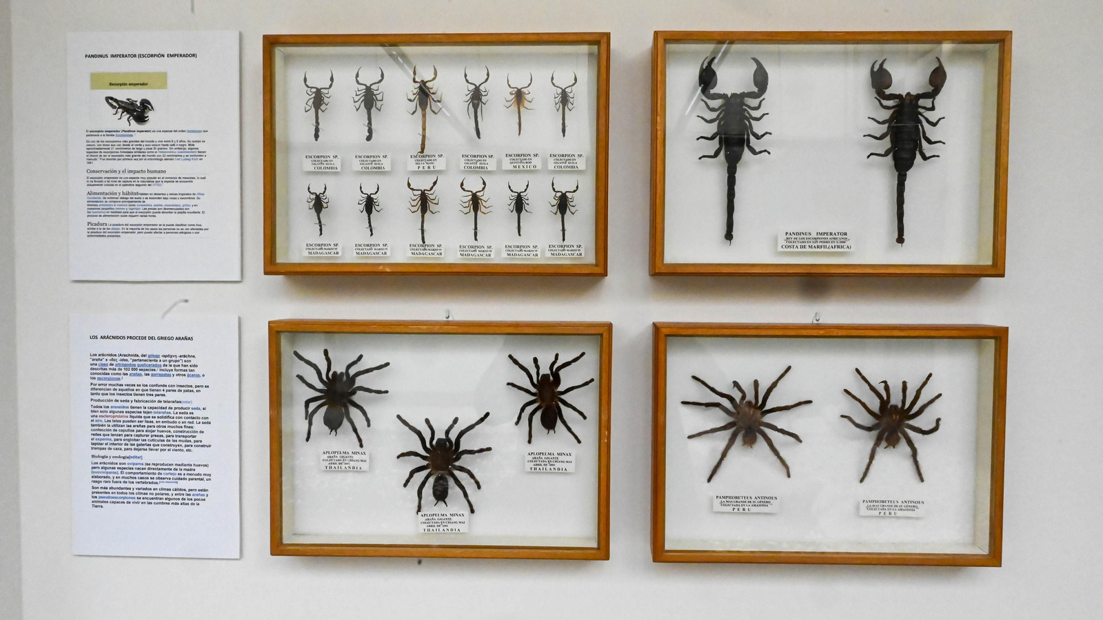 Las fotos de la colección etimologica de Pepe Torres en el Museo Cruz Herrera