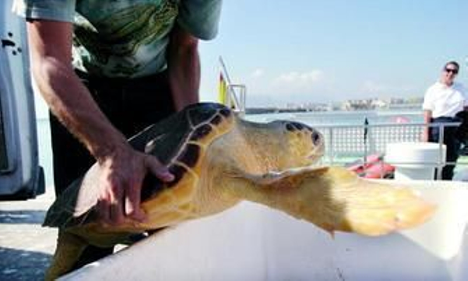 Un trabajador del CREMA en Málaga suelta una tortuga boba recuperada en las instalaciones del Puerto.
