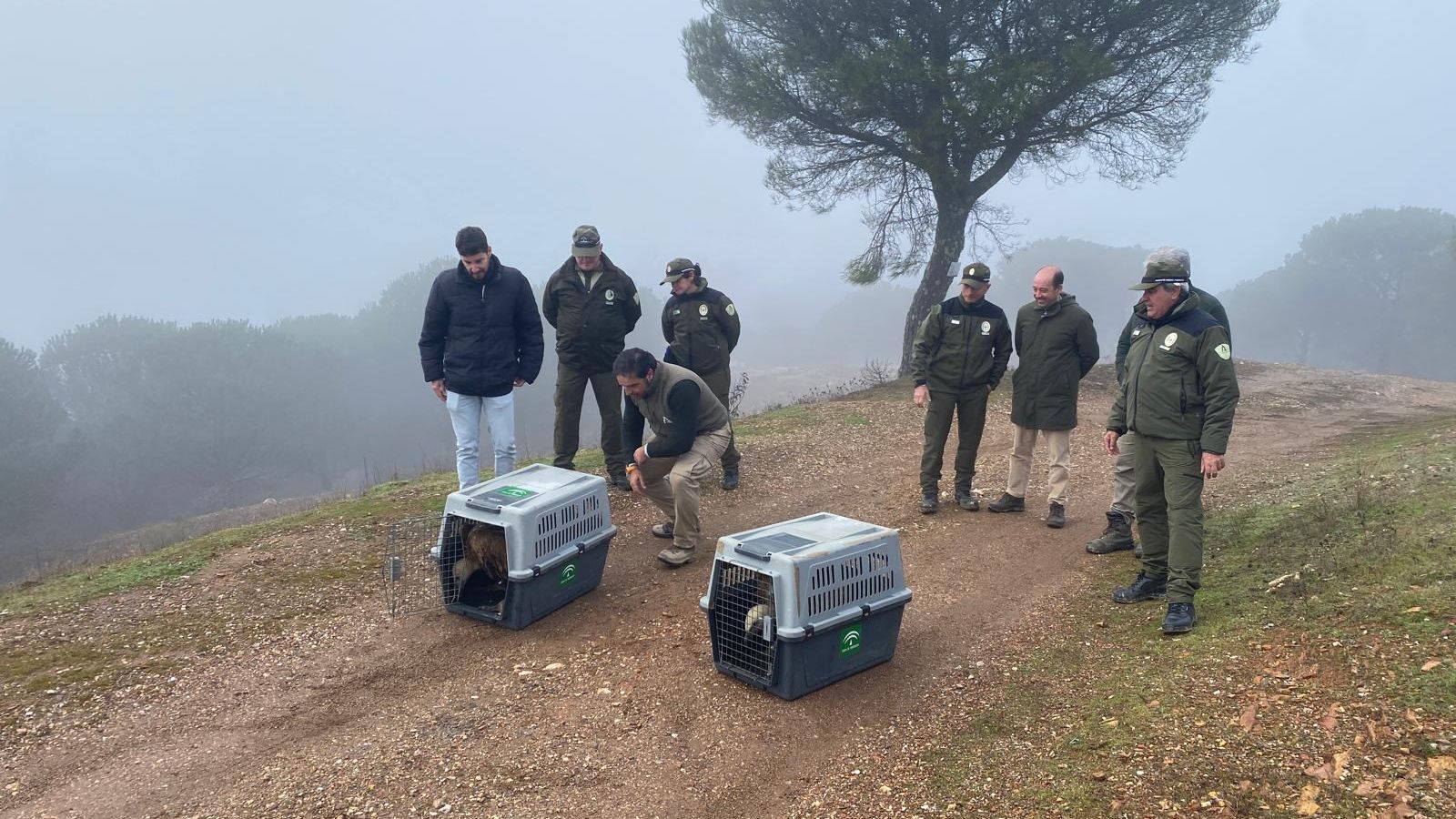 Suelta de los buitres leonados.