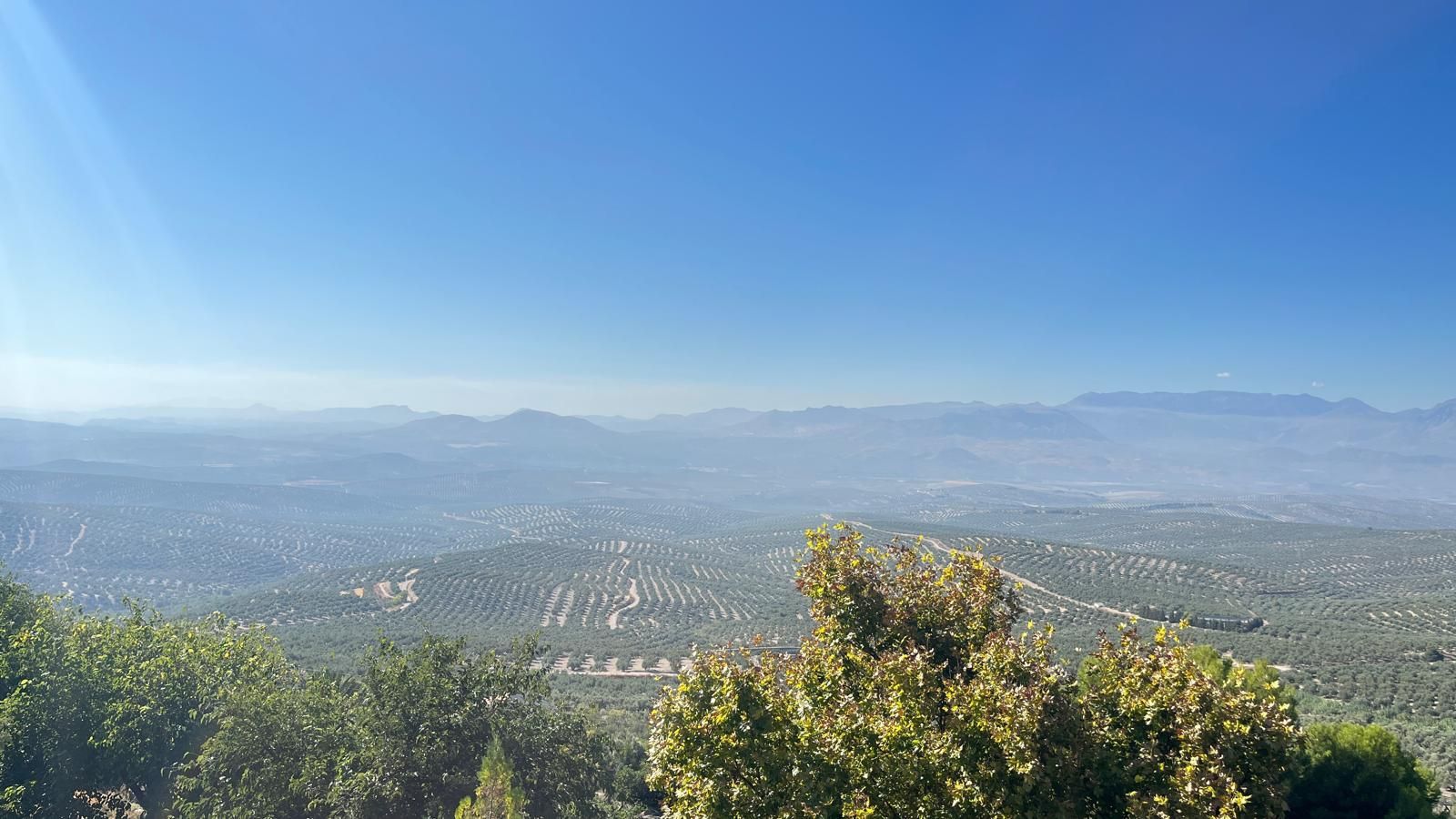 Olivar de regadío en Jaén.