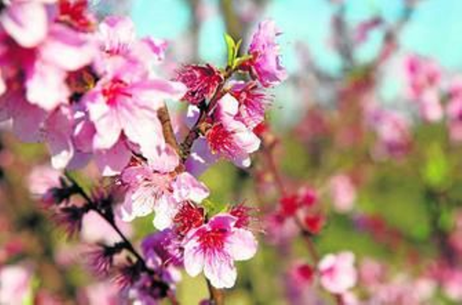 El colorido de las flores de los nectarinos inunda actualmente los campos de cultivo de frutales en la provincia de Huelva.