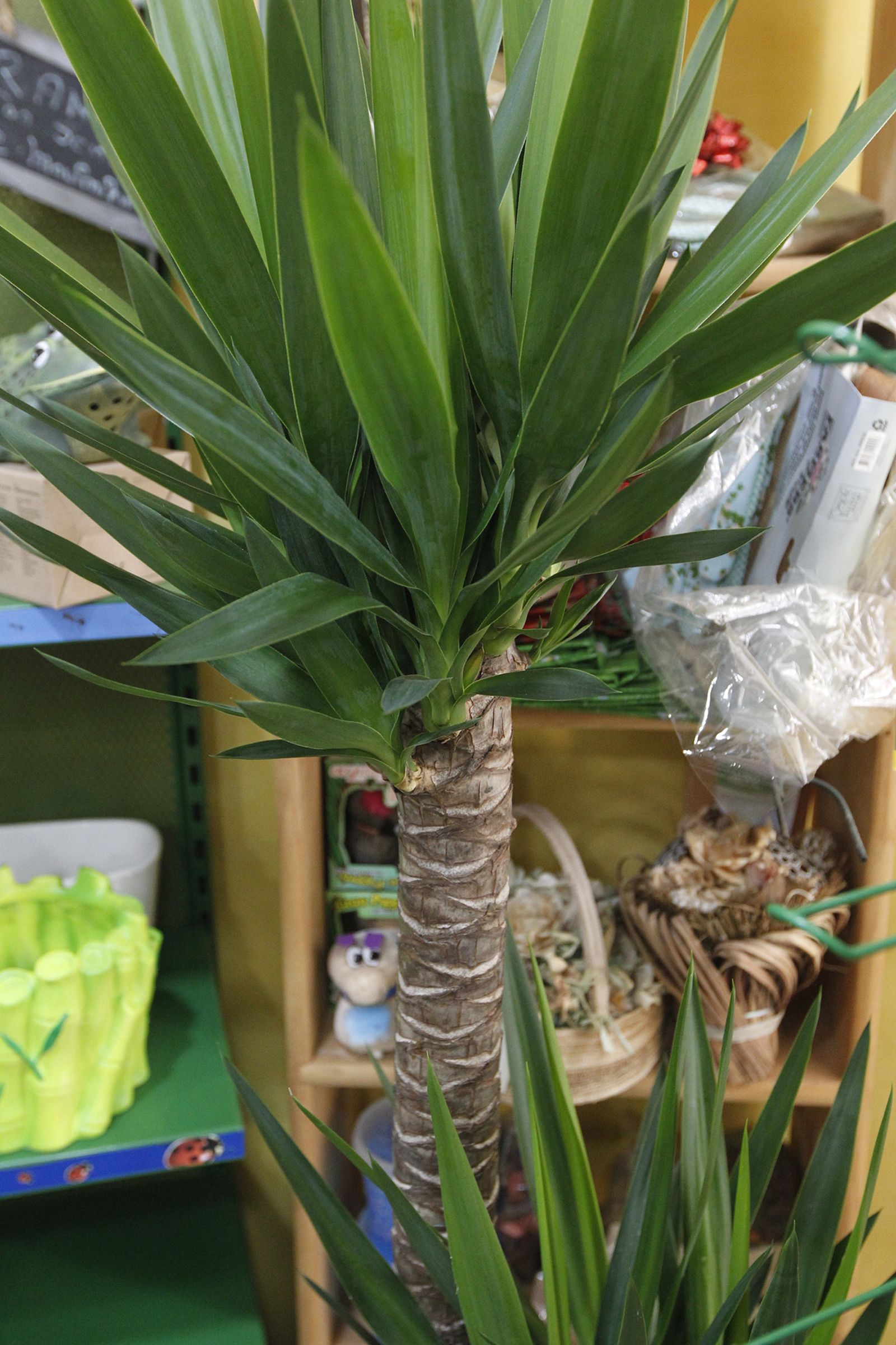 Fotogalería plantas para el Día de la Madre en Suministros Tripiana