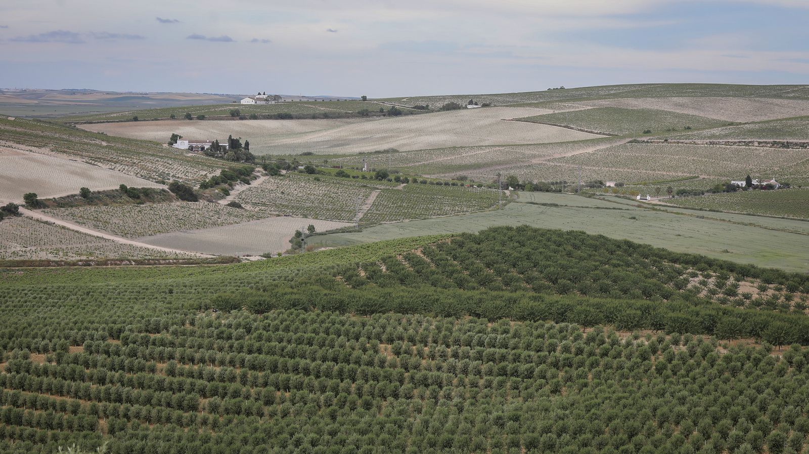 Almendros y olivos en plena campiña jerezana