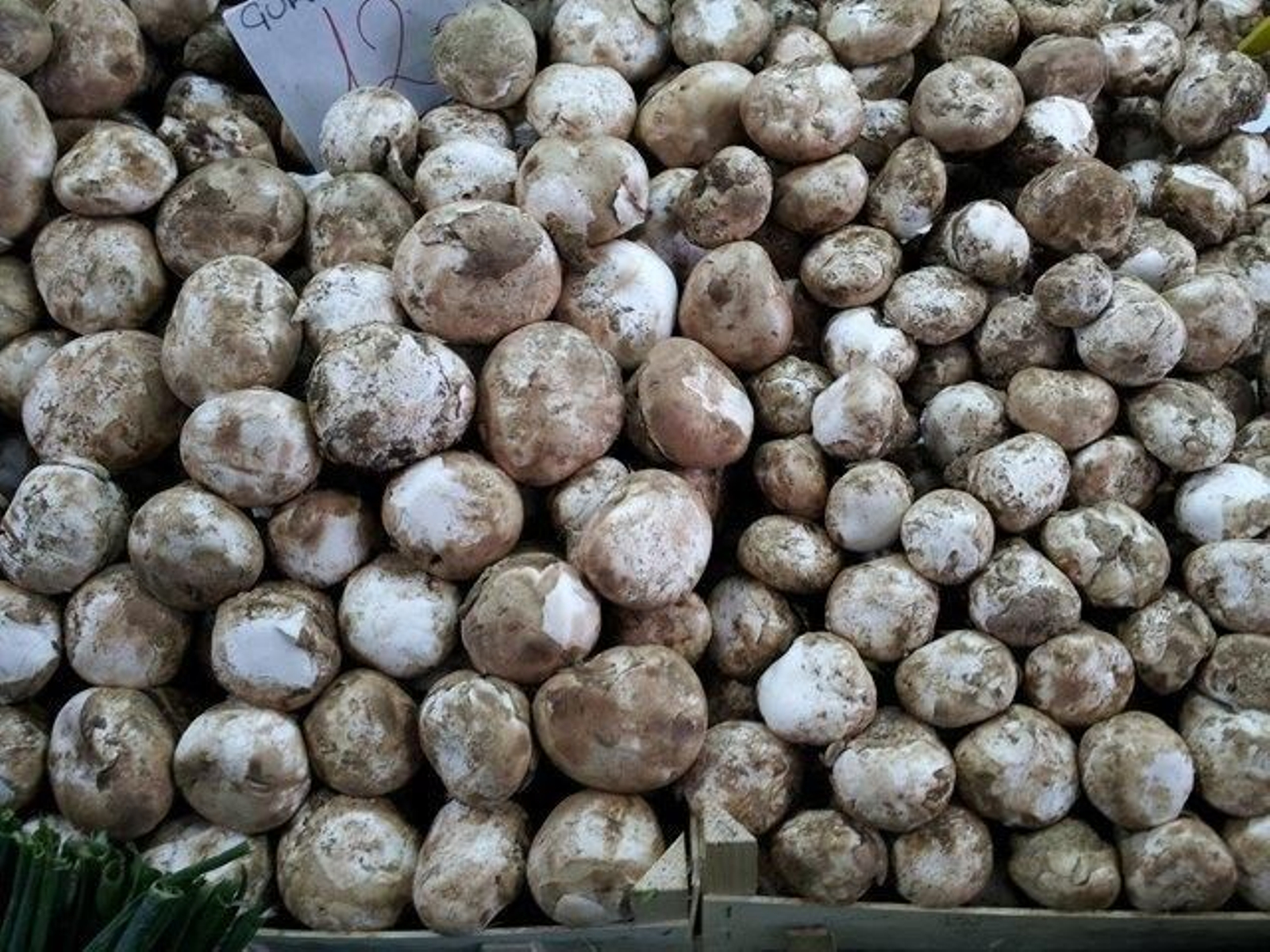 Gurumelos: Amanita ponderosa