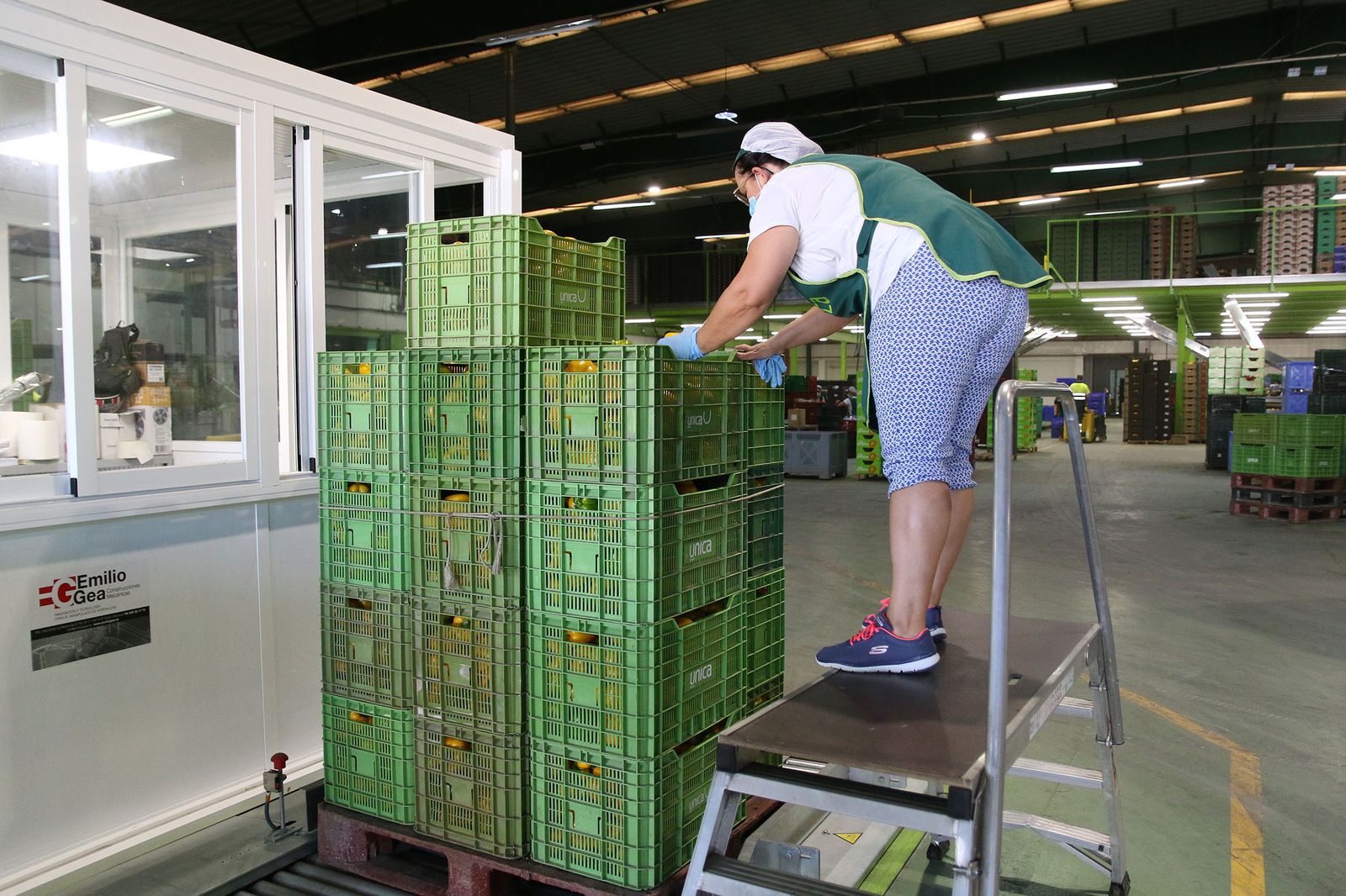 Fotogalería Unica alcanza los 500 millones de kilos