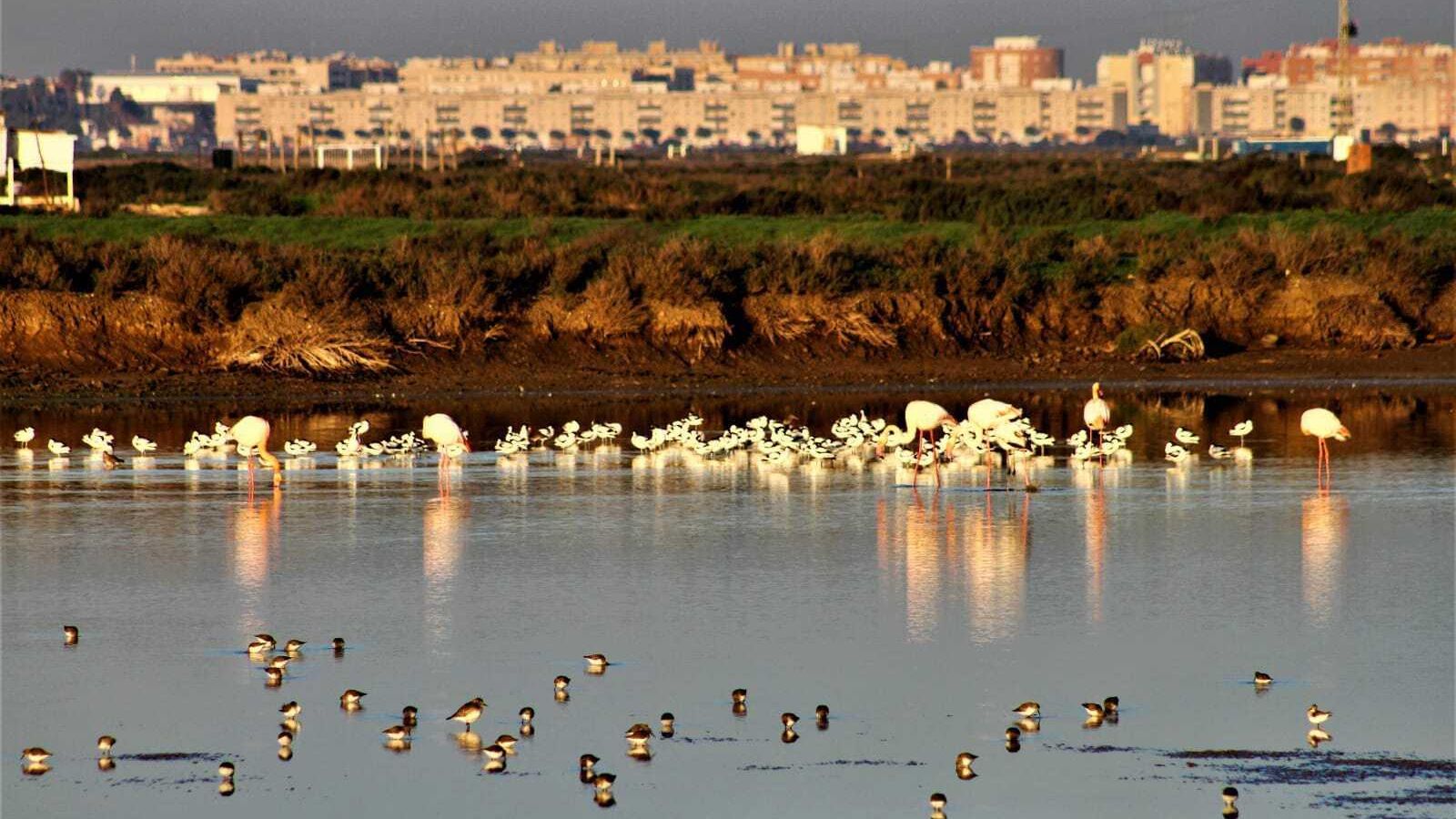 Conjunto de aves dentro del complejo Salina Santa María de Jesús