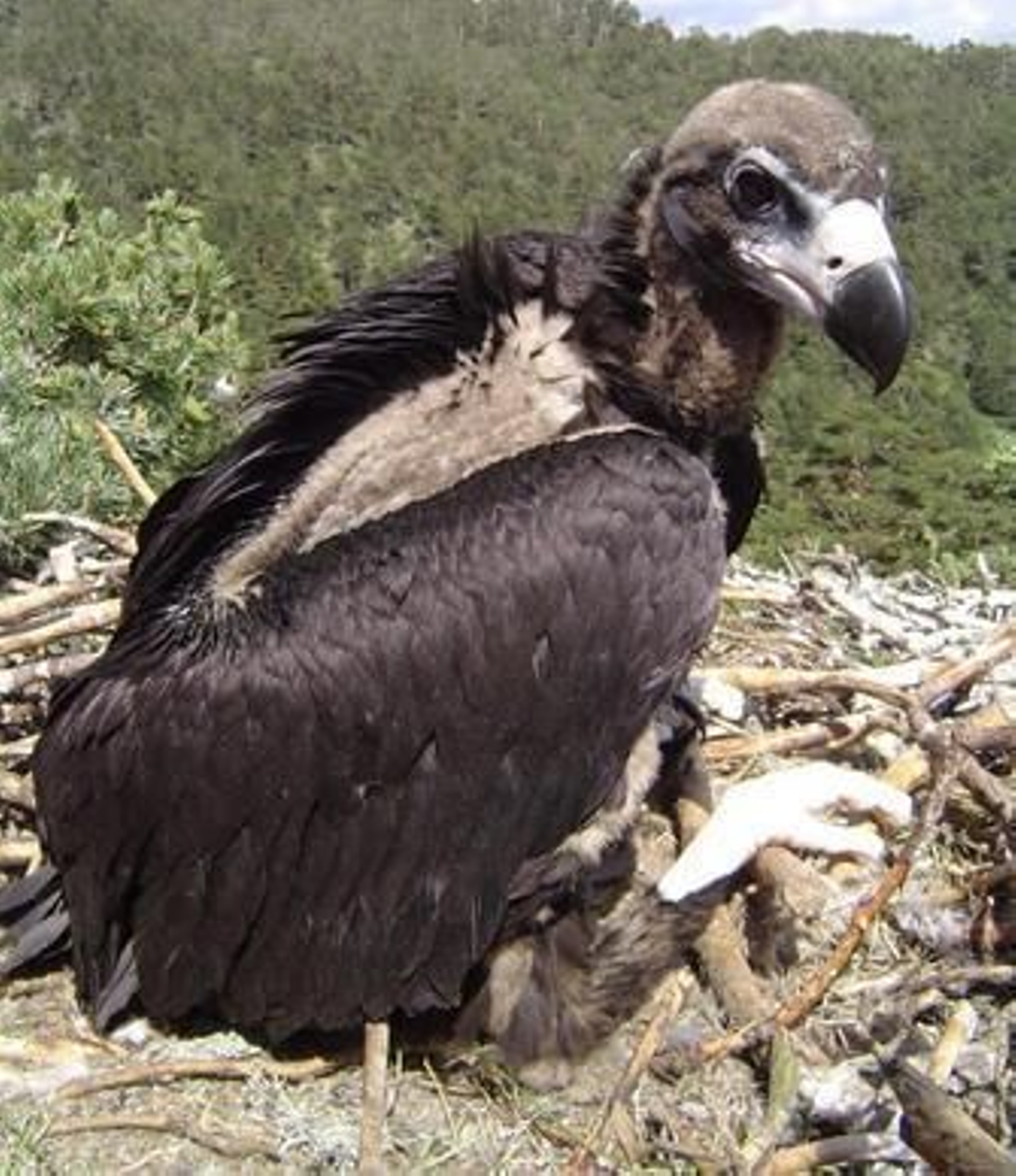 Pollo de buitre negro.