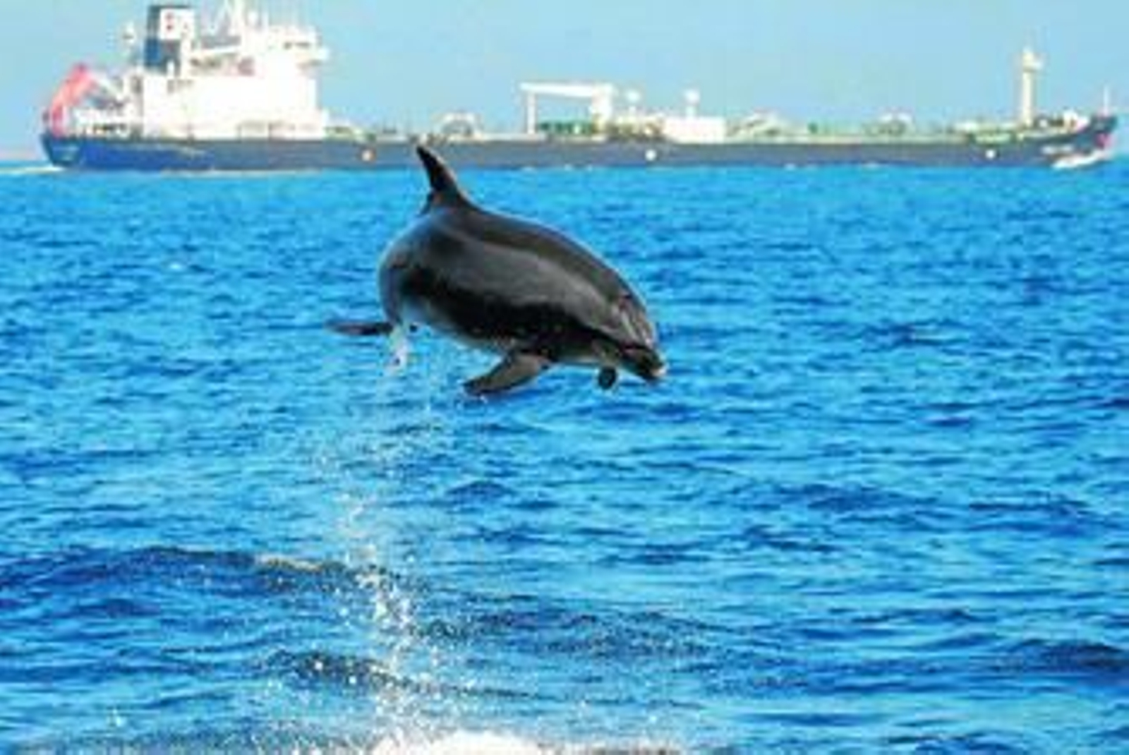 Un cetáceo salta en aguas del Estrecho de Gibraltar.