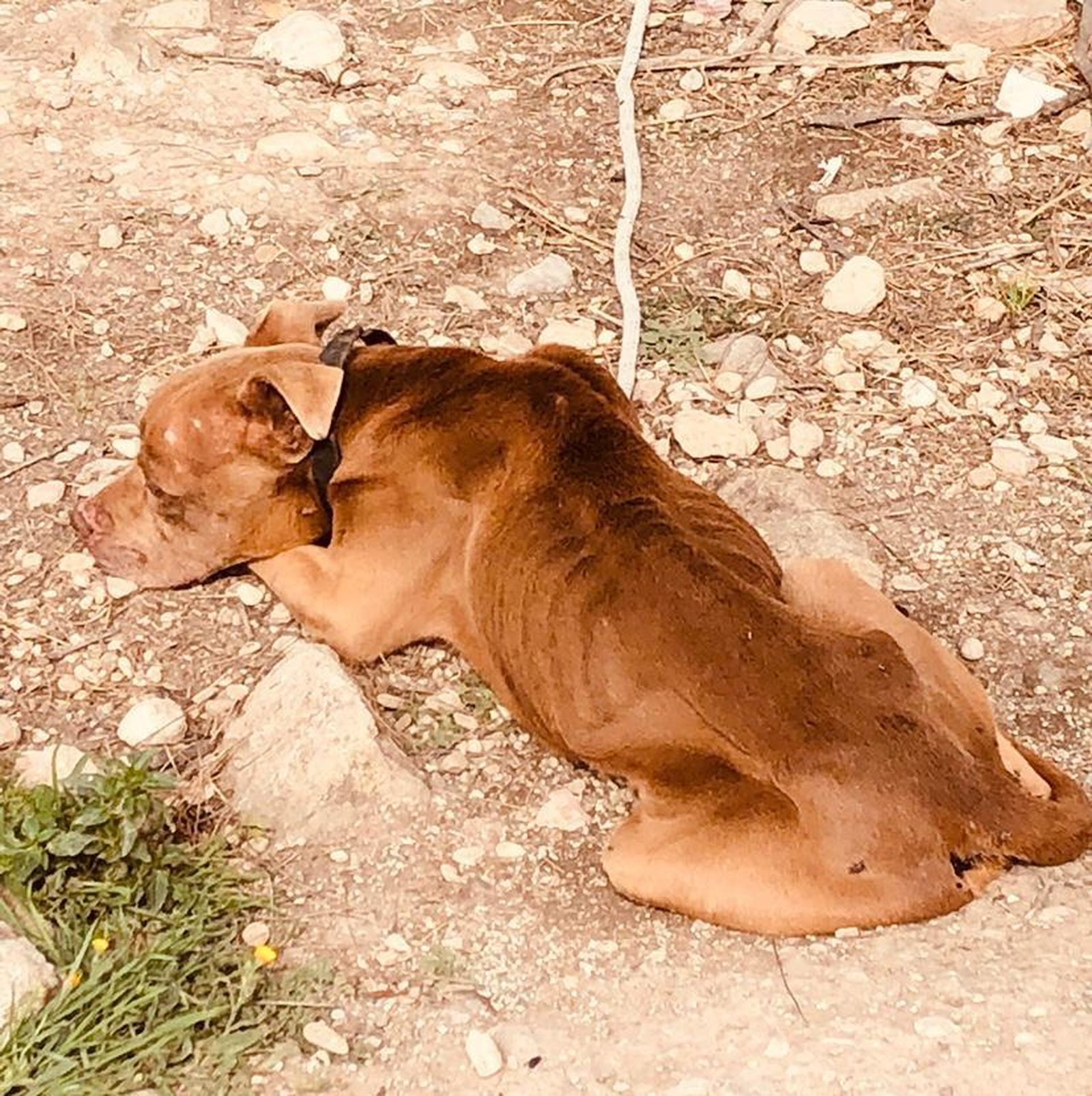 Investigan a un hombre de Pinos Puente por presunto maltrato animal