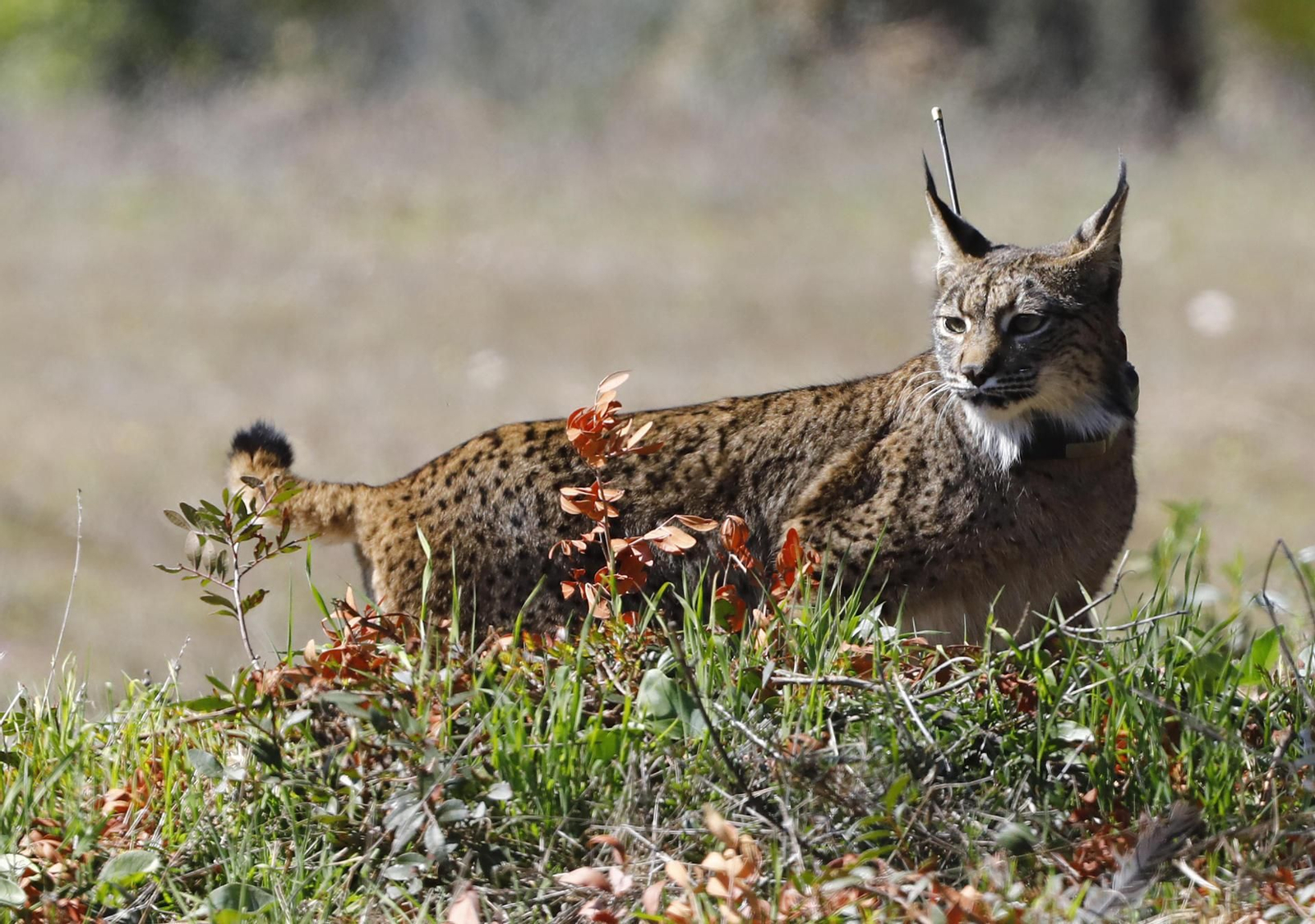 Suelta de un lince ibérico.