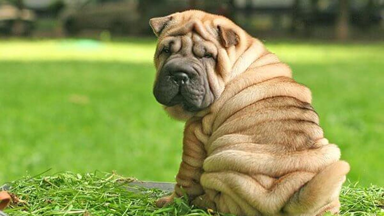 sharpei