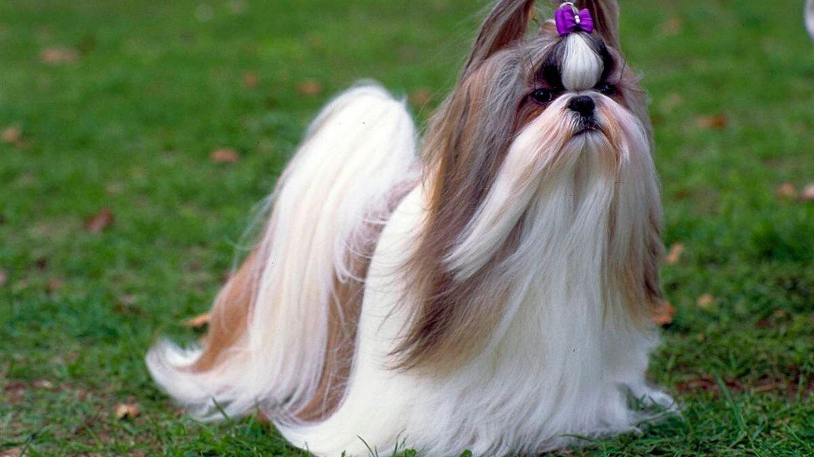 shih-tzu