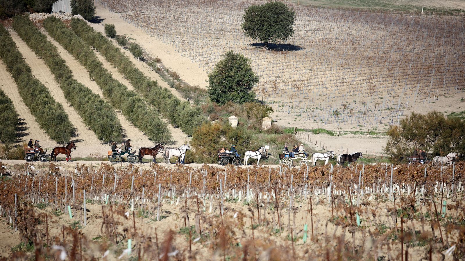 II Ruta Viñas de Jerez