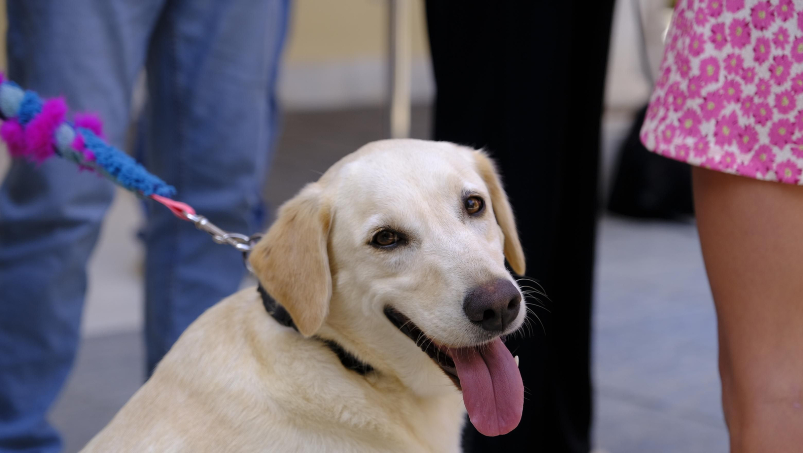 Aria, una perra adoptada, Campeona de España de búsqueda y marcaje de objetos, en imágenes