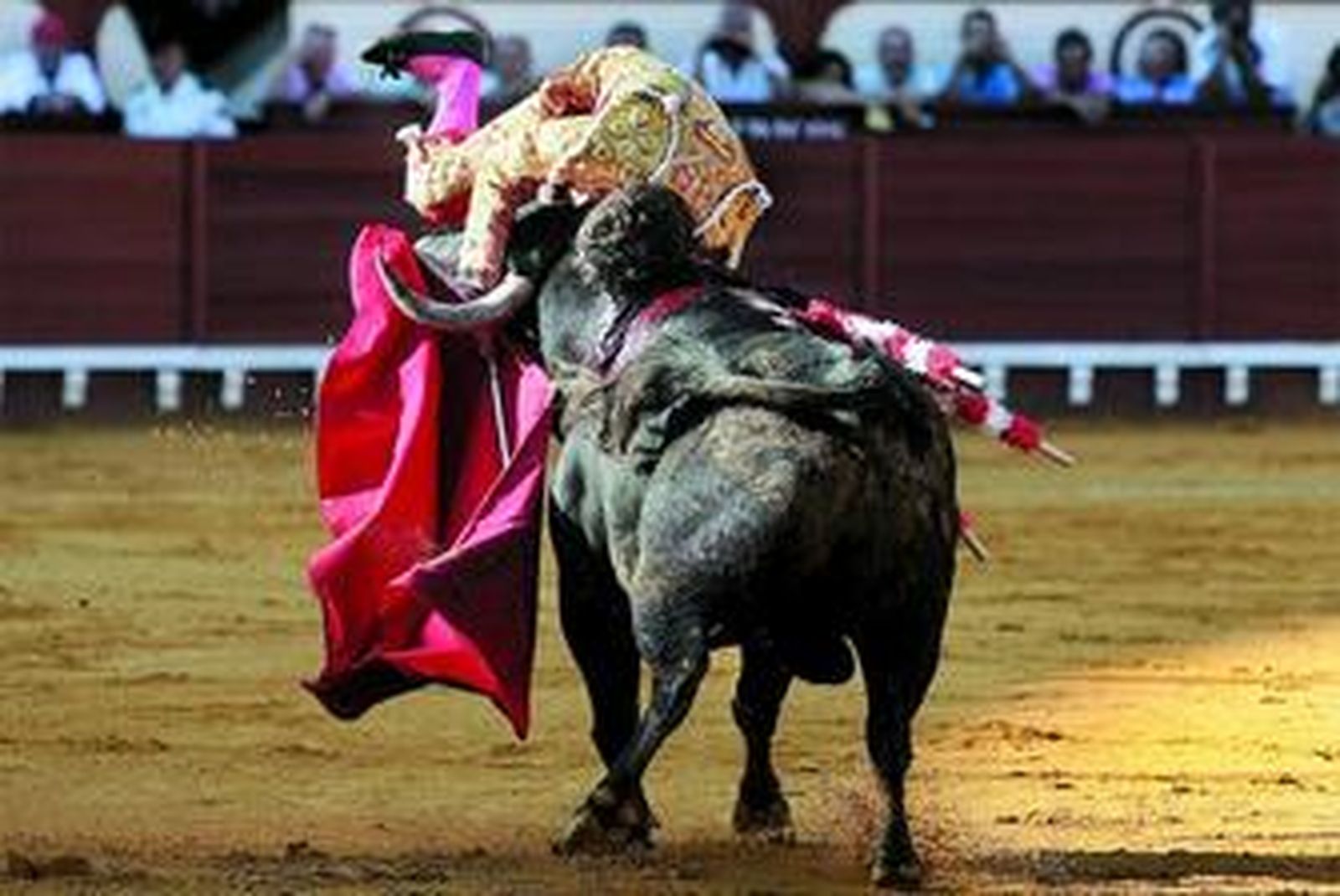 El momento en que el primero de la suelta encampana a José Tomás, antes de herirle en el suelo e inferirle sendas cornadas en la axila y en el glúteo.