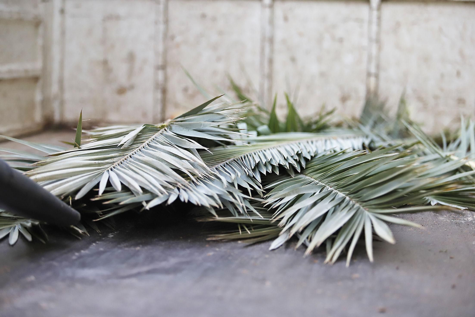 Imágenes de la tala de la emblemática Palmera de Huelva