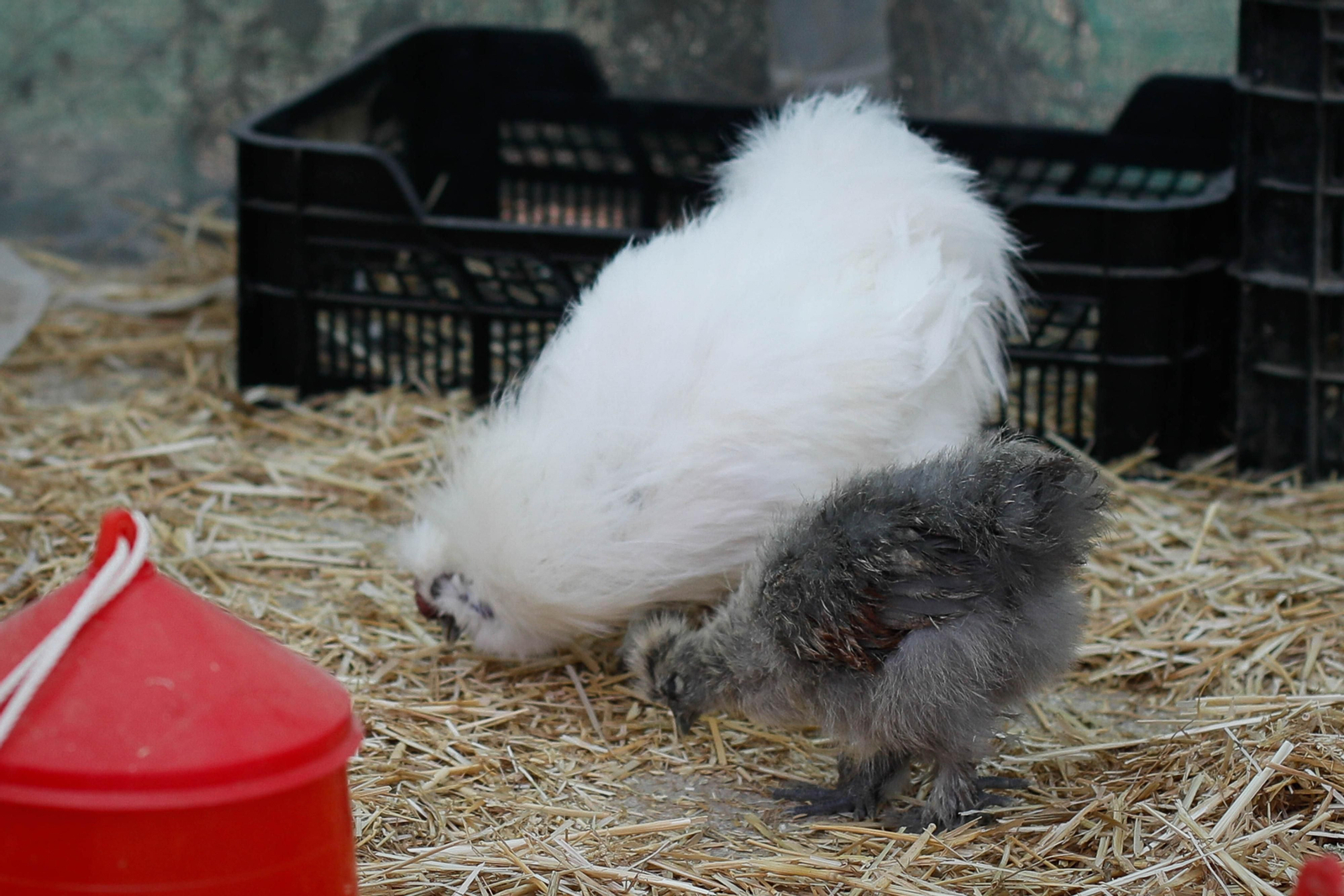 Galería de la Feria  de ganado en Tarambana