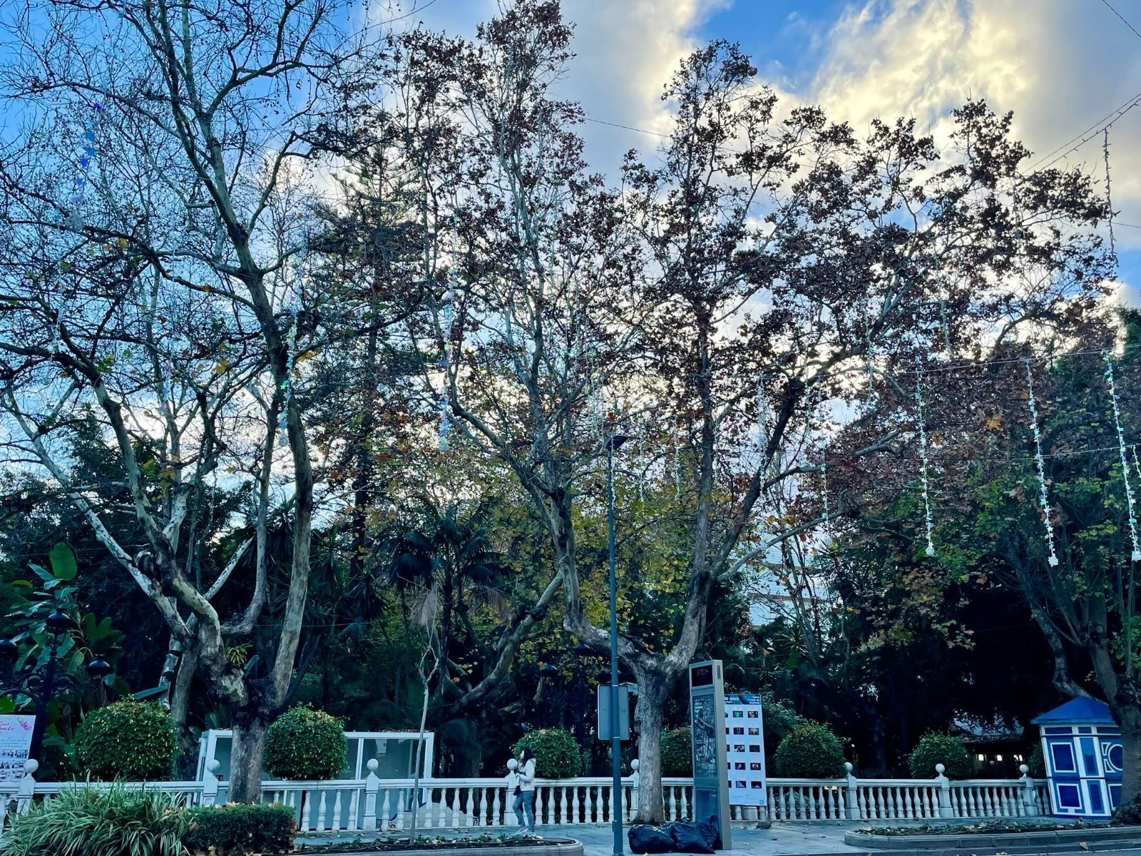 Algunos ejemplares arbóreos del céntrico parque.