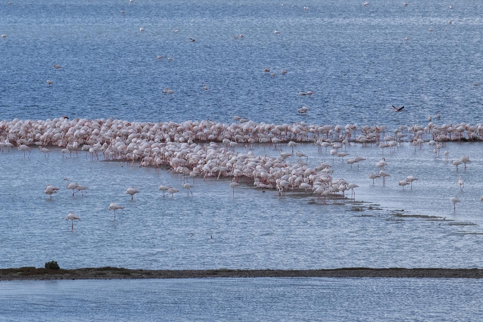 Laguna de Fuente de Piedra tras las lluvias, en fotos