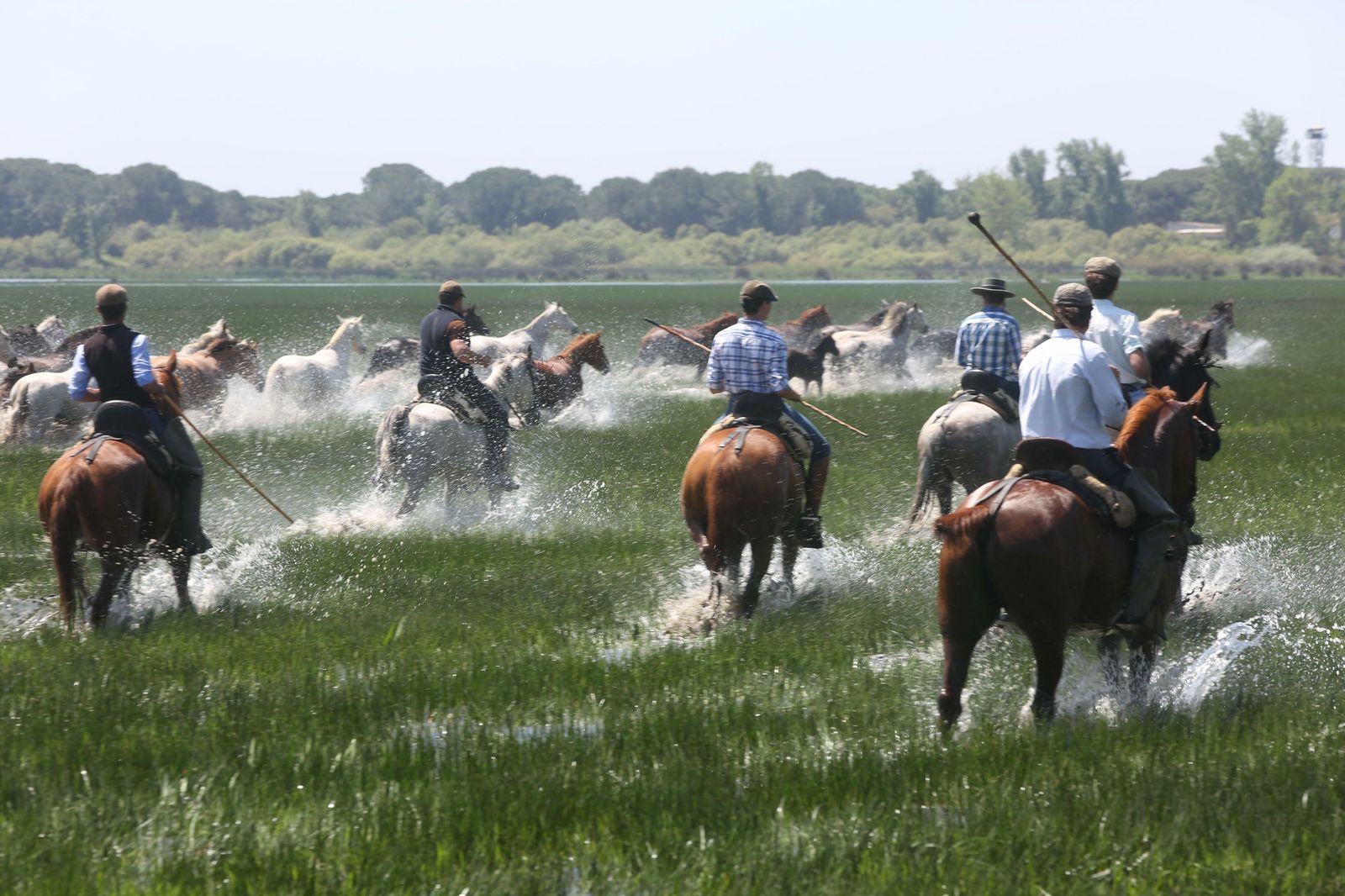 La Saca de las Yeguas, tradición centenaria de Almonte.
