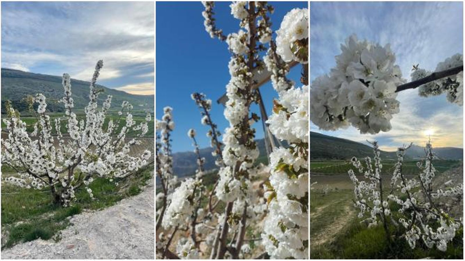 La floración de los cerezos en Alfarnate.