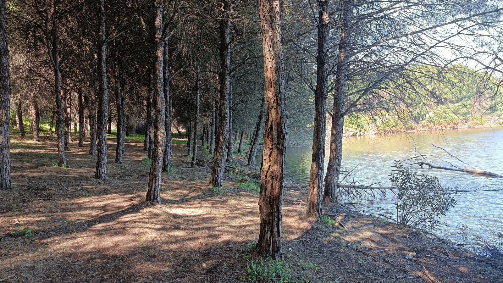 Pinar junto a la orilla del embalse.