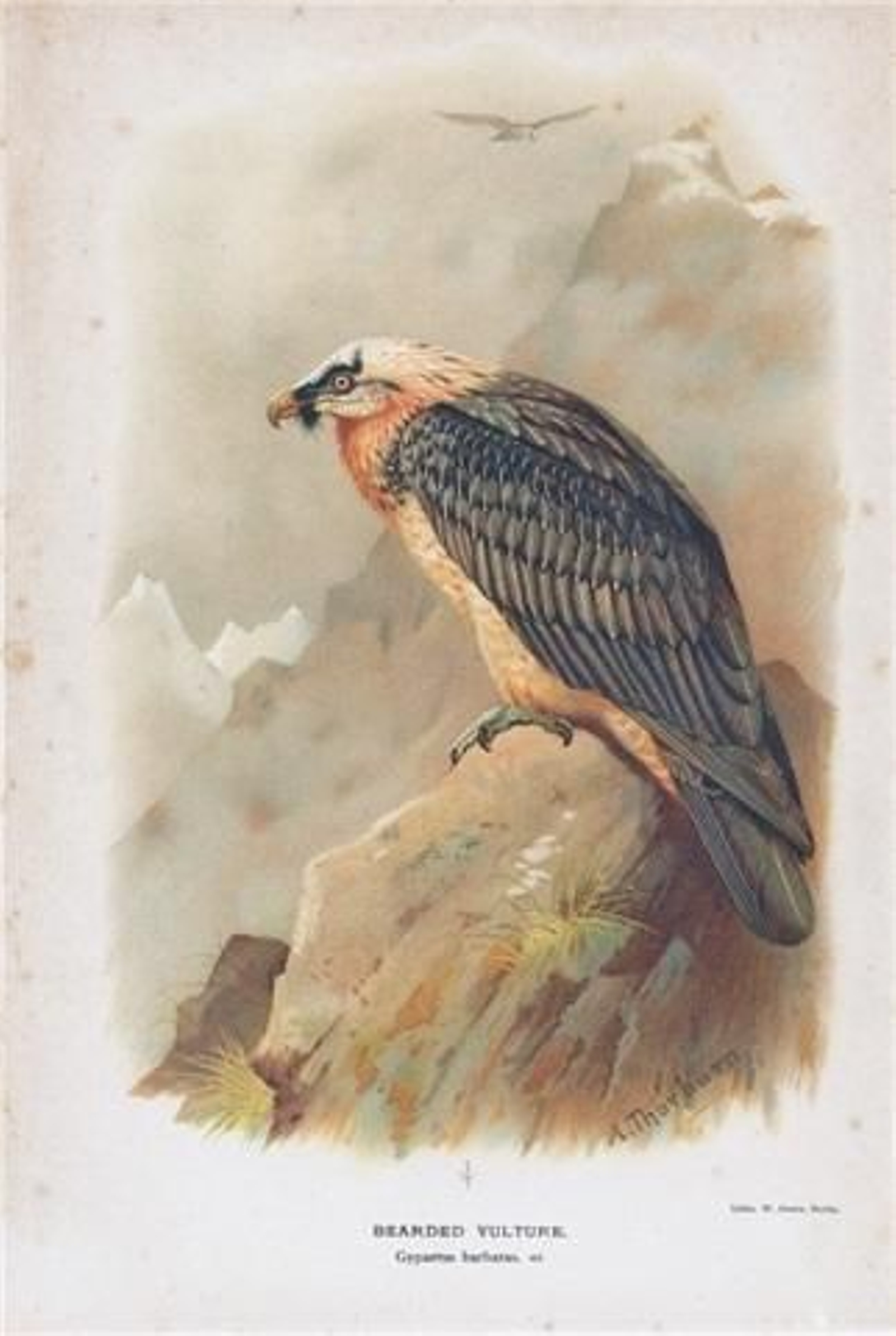 Dibujo de un quebrantahuesos (Irby).