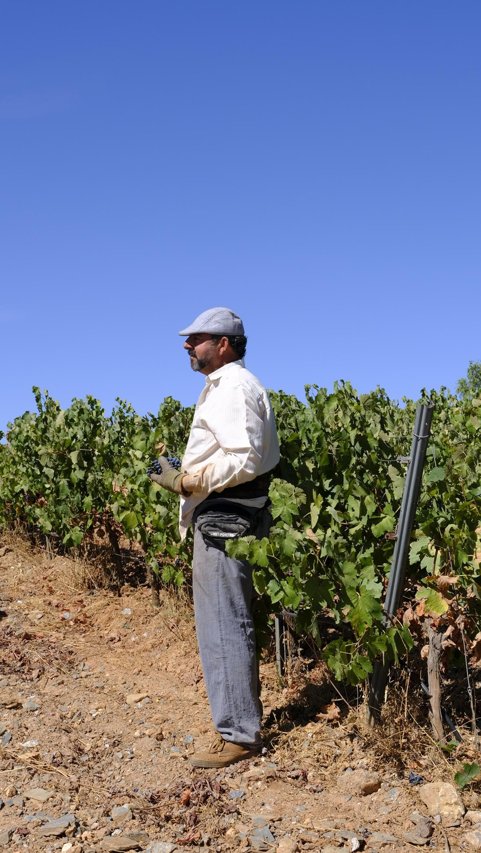 Las imágenes de la vendimia en la zona de Laujar de Andarax