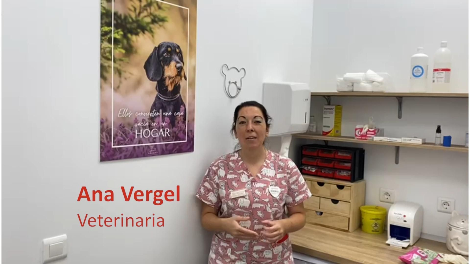 Más que mascotas: Cómo tratar la diabetes animal