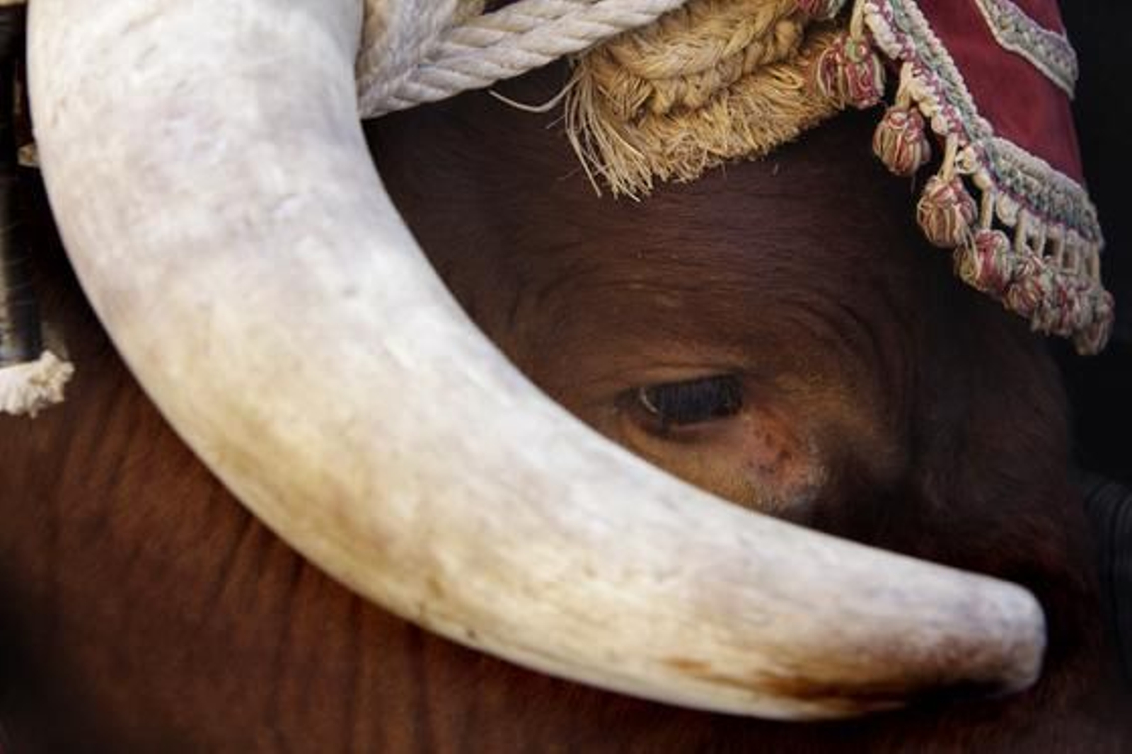 La Hermandad del Cerro del Águila inicia su peregrinación hacia El Rocío.

Foto: BELEN VARGAS