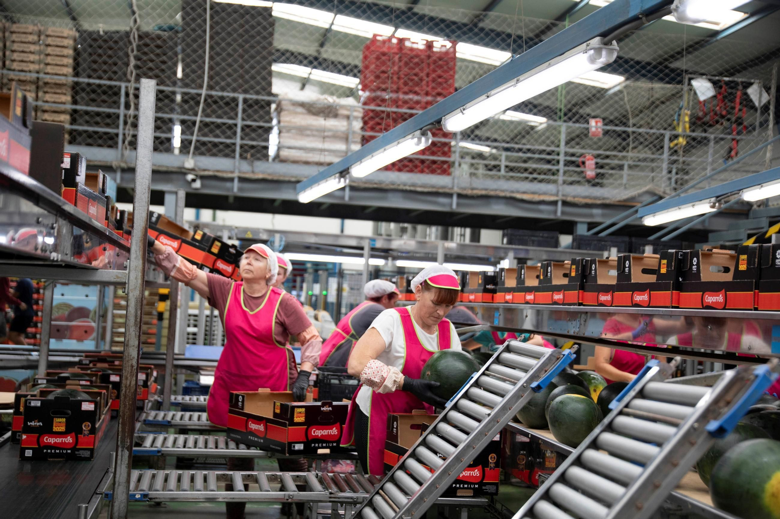 Vea cómo es el trabajo con las fantásticas sandías Premium en Grupo Caparrós