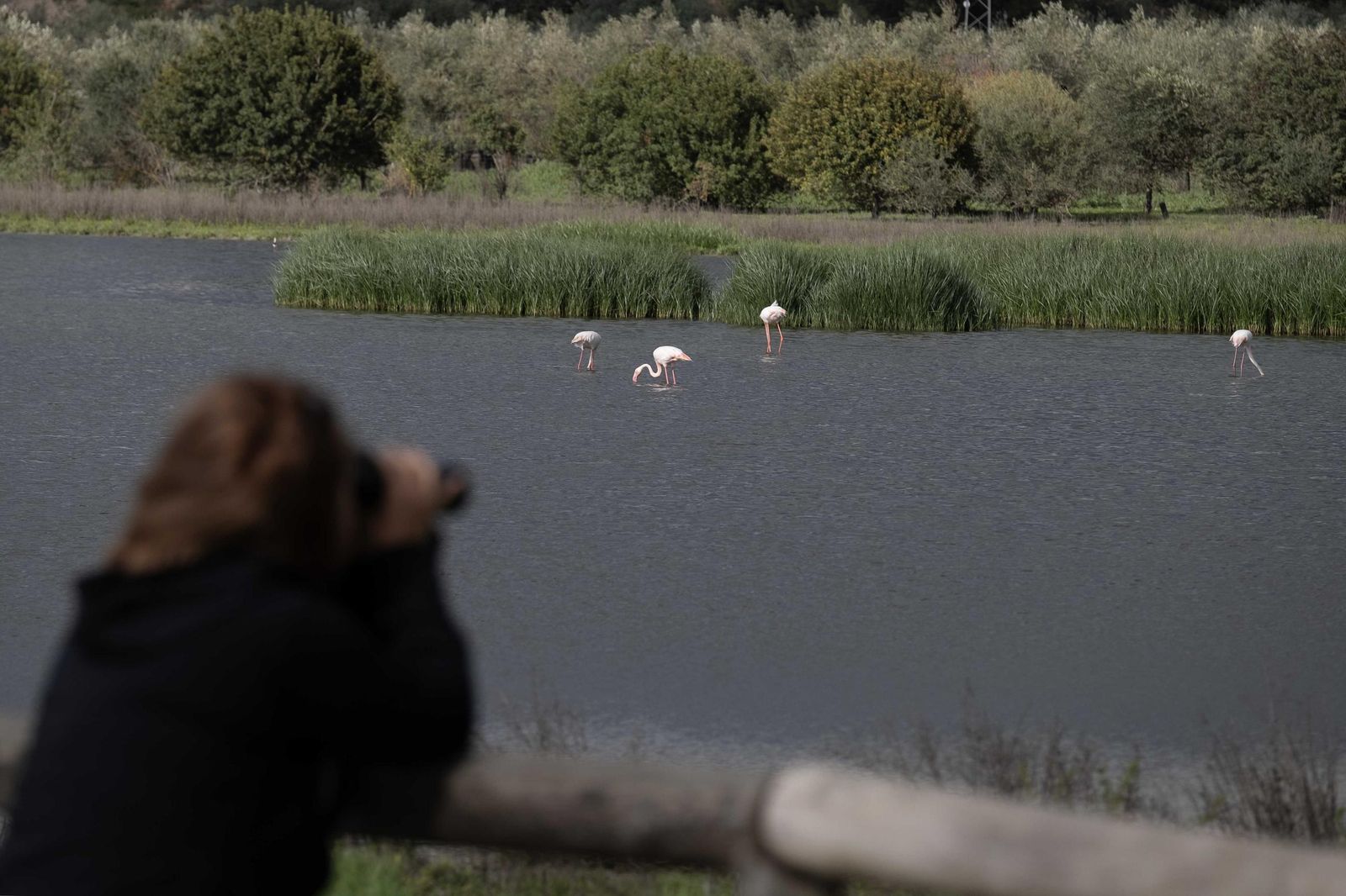 Laguna de Fuente de Piedra tras las lluvias, en fotos