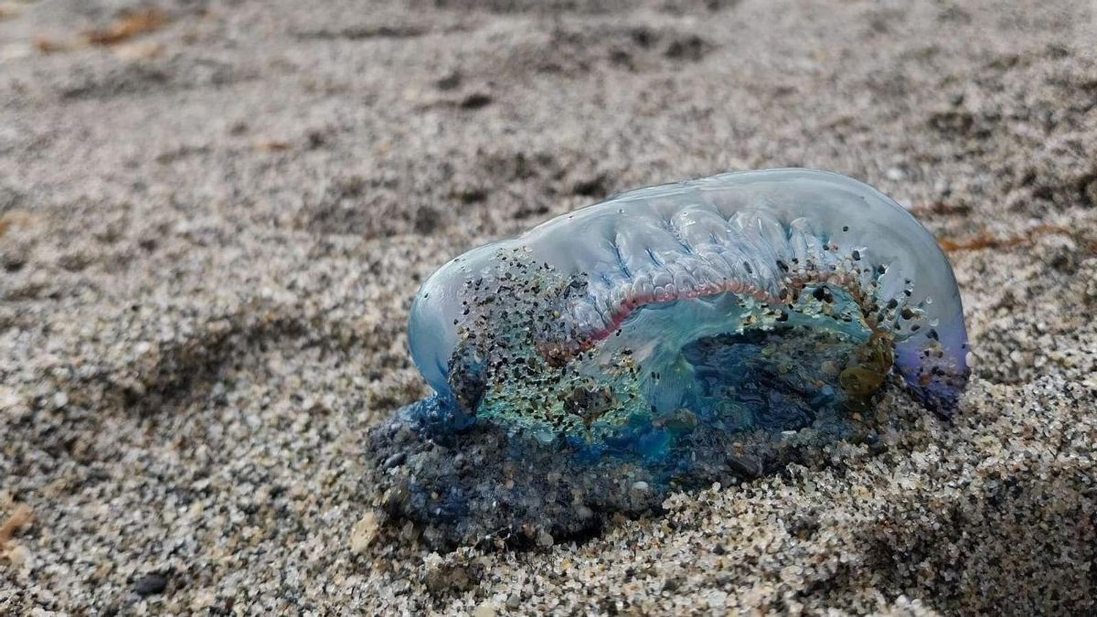 Una carabela portuguesa, en las playas de La Línea.