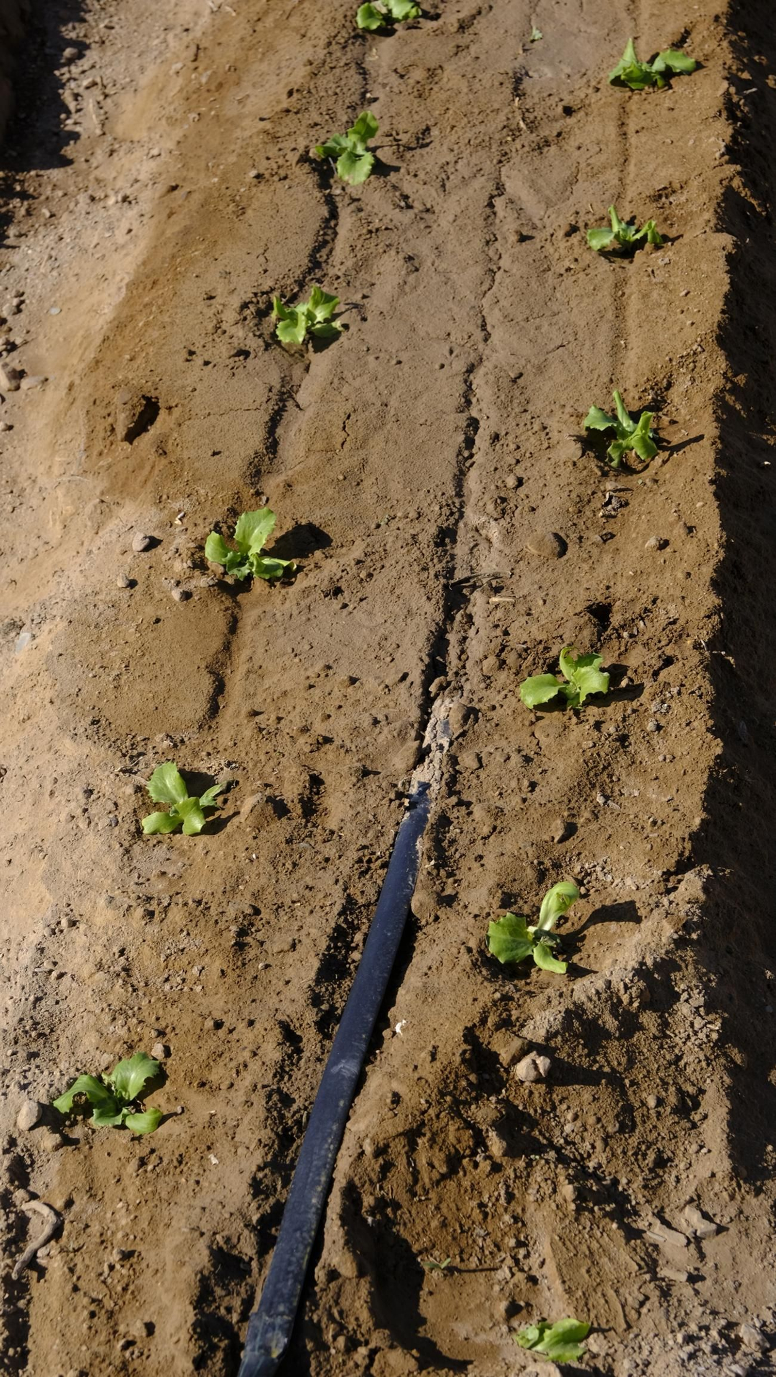 El abandono de cítricos en Huércal Overa, en imágenes