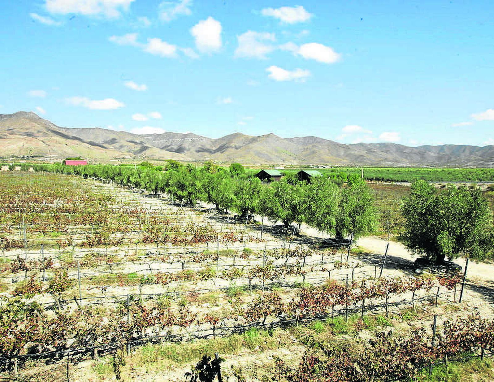La bodega Perfer se surte de 42 hectáreas de viñedos.