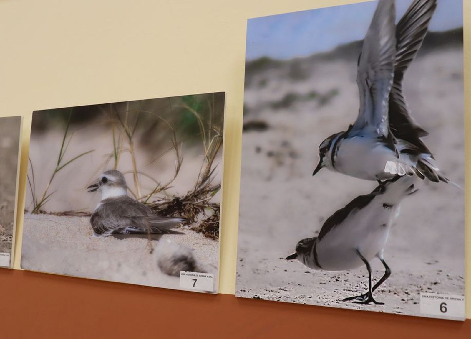 Algunas de las imágenes captadas por Fito Mendi que forman parte de la muestra