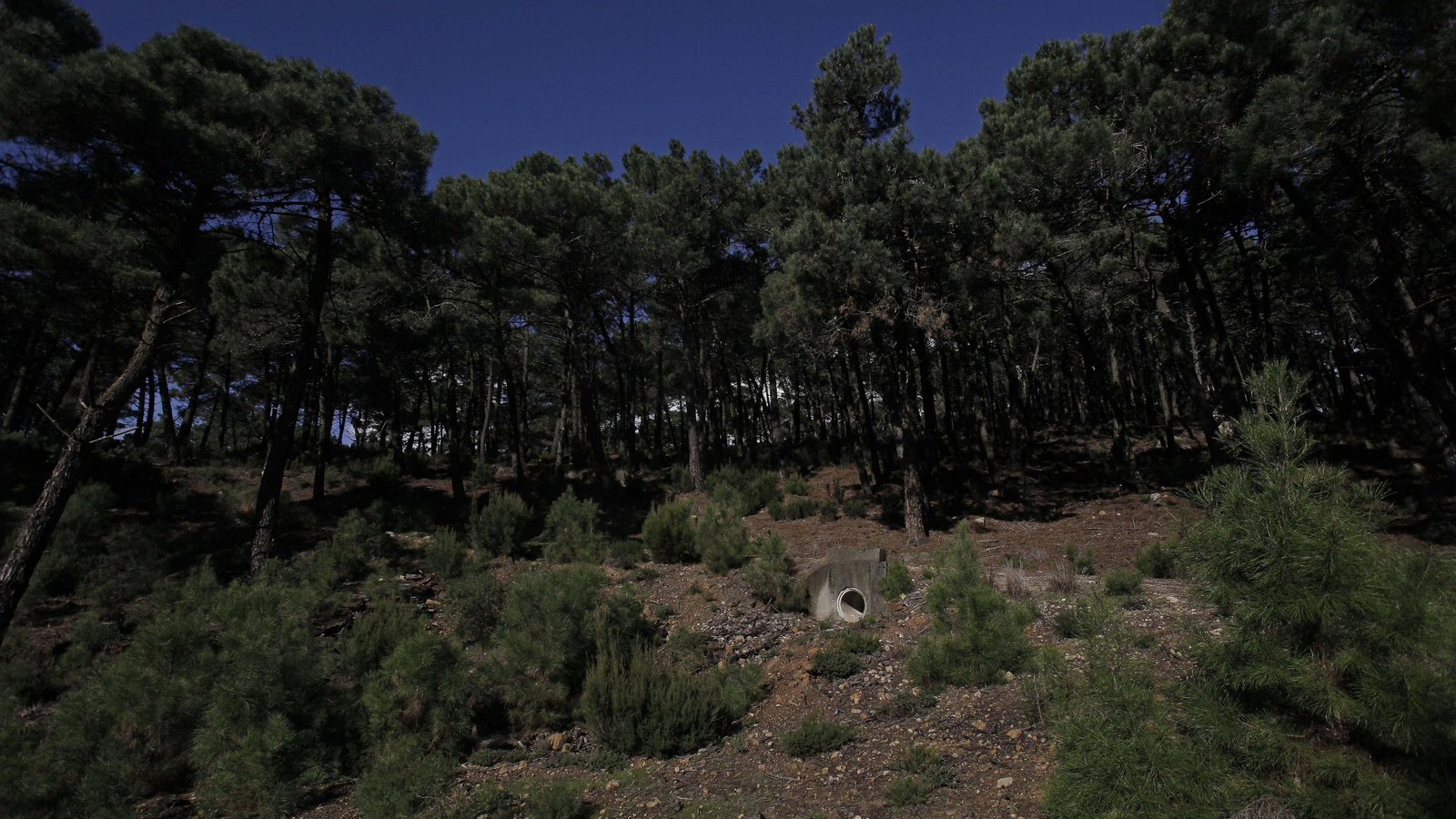 Sendero de la finca Murta en Los Barrios