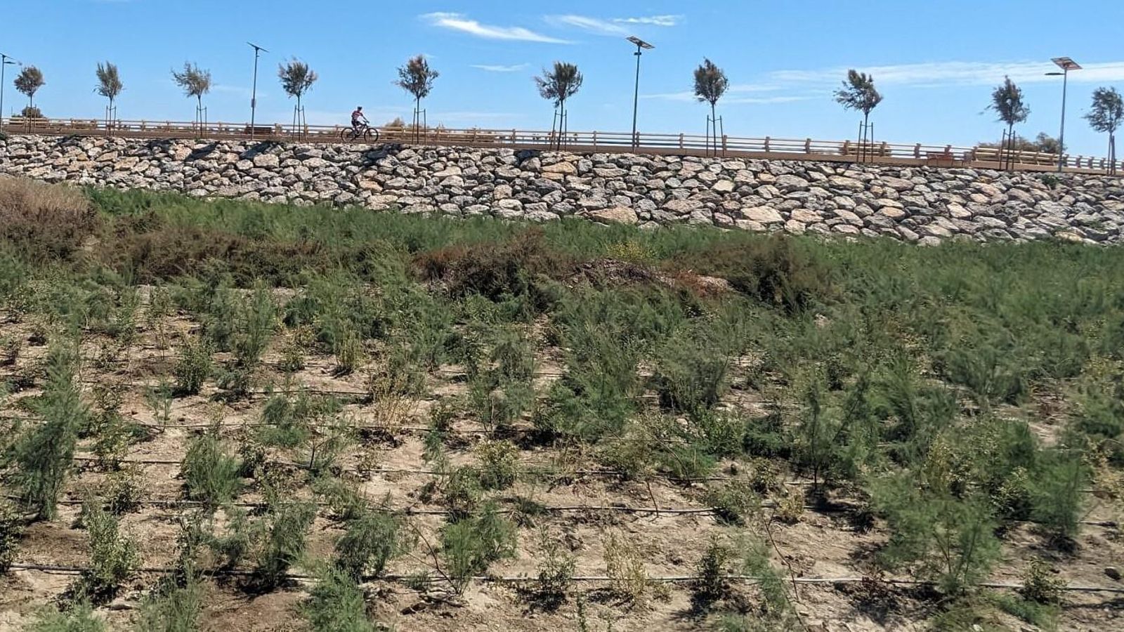 Se han plantado hasta 95 especies autóctonas diferentes. Al fondo, un ciclista.