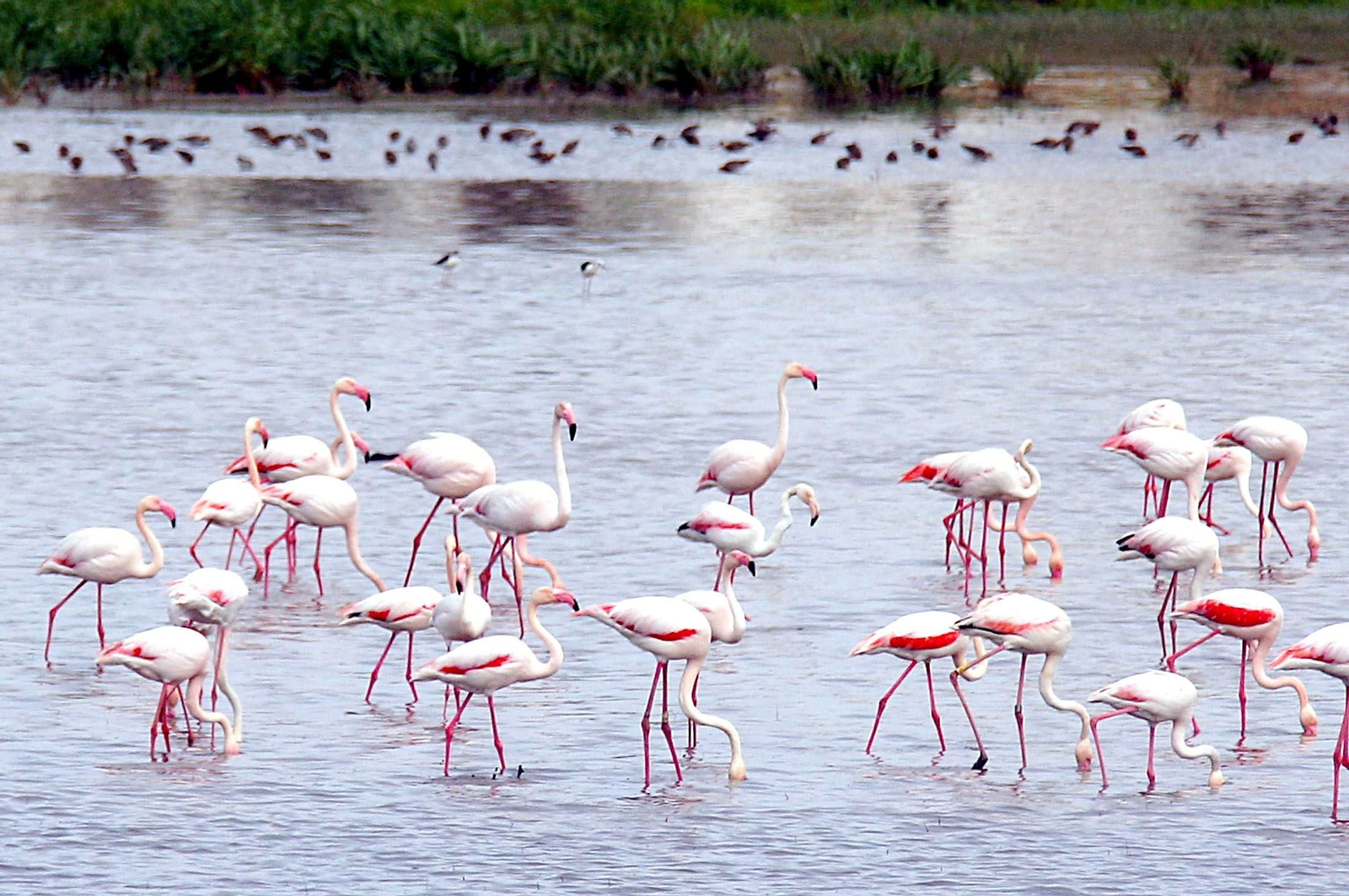 Parque Nacional de Doñana