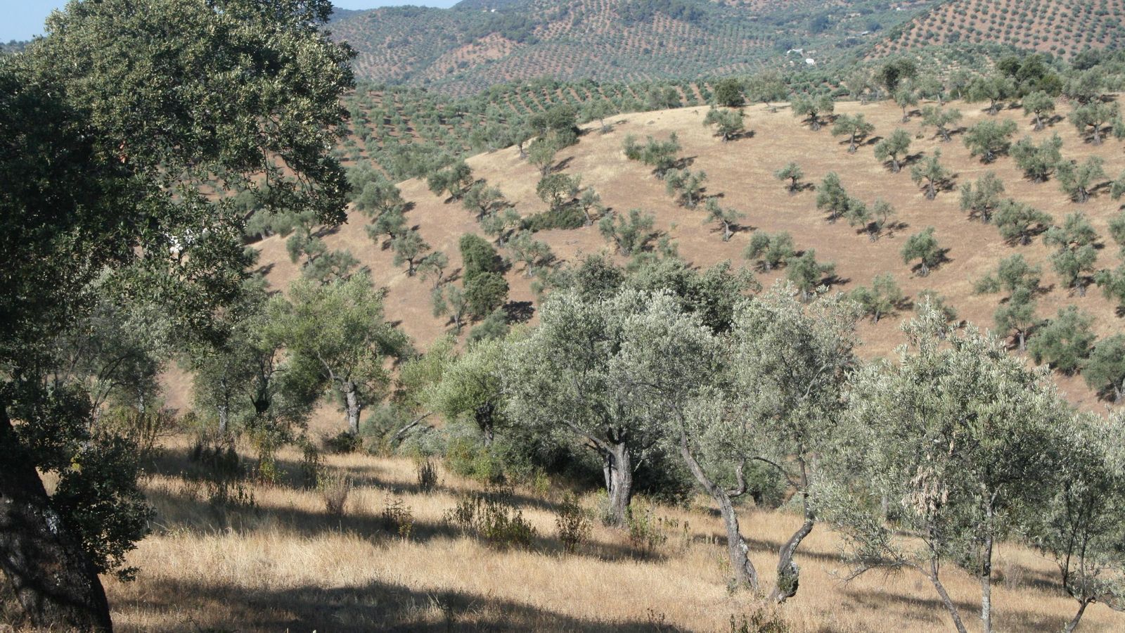 Olivar en pendiente