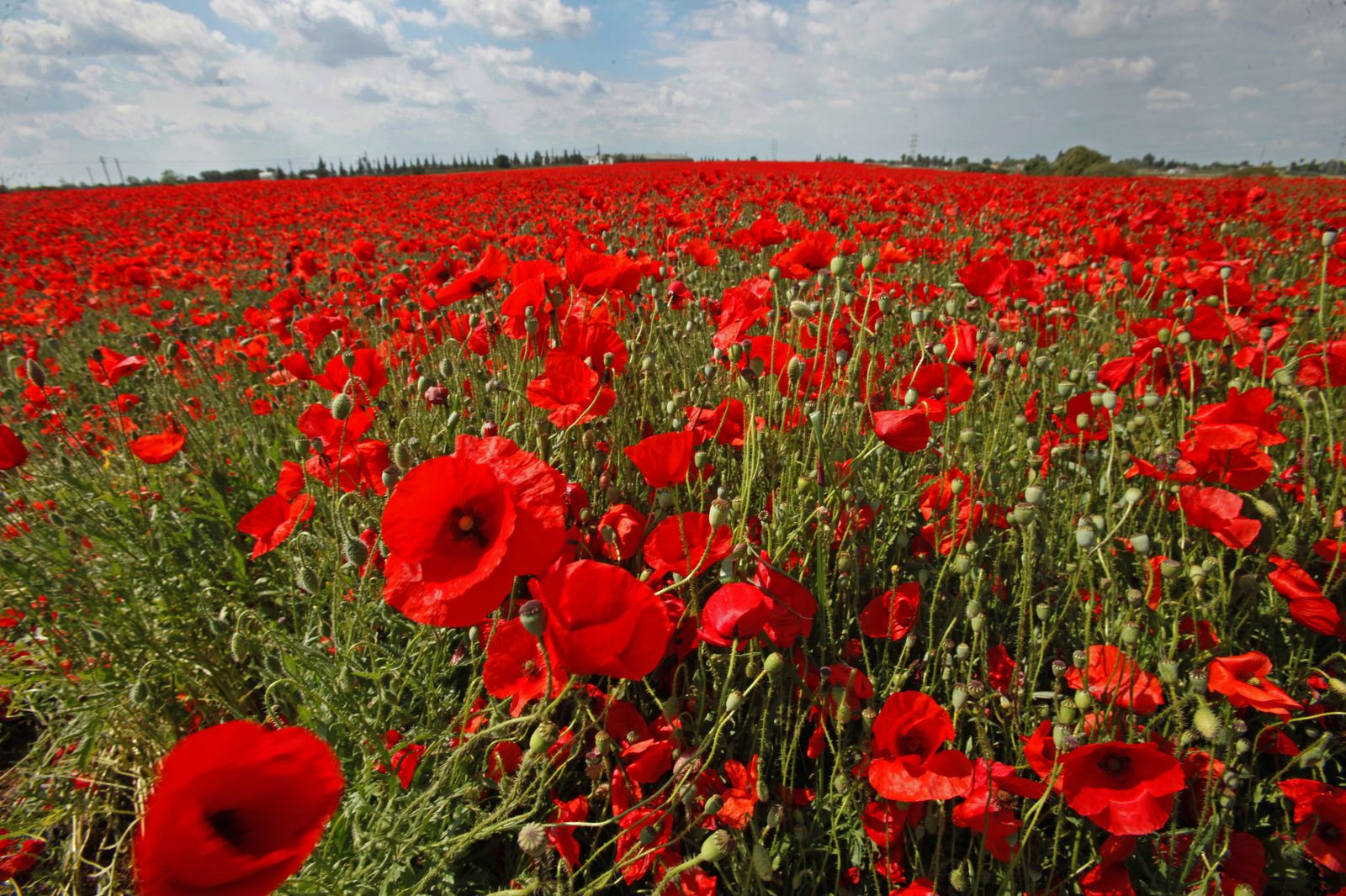 Campo de amapolas en Alcalá de Guadaira