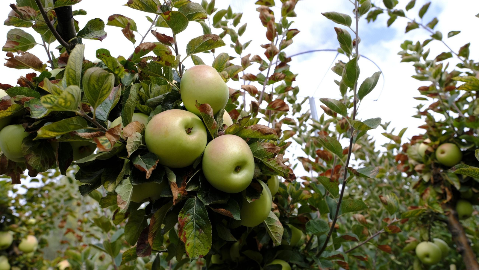 Las manzanas de Paterna, un manjar en imágenes