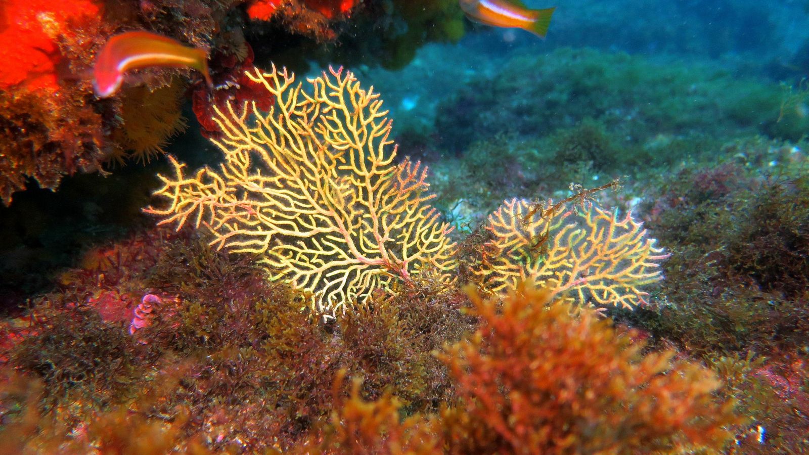La fauna y la flora marinas en ocasiones son casi indistinguibles.