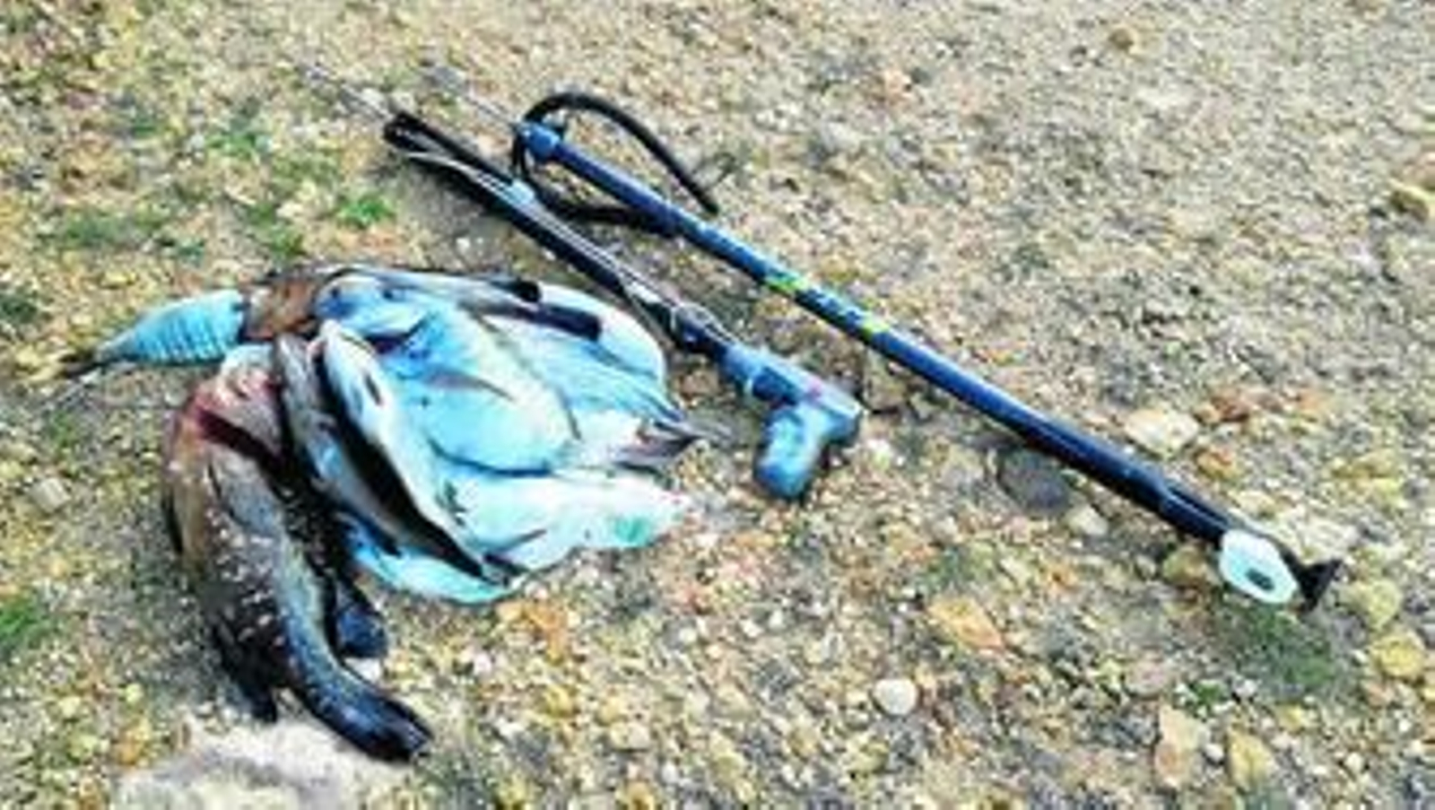 Peces y artes de pesca submarina utilizados por pescadores en una actividad similar a la juzgada.