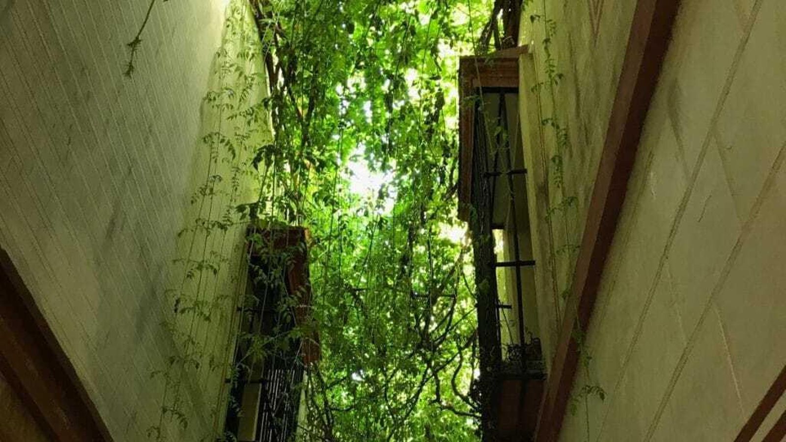 Calle Verde