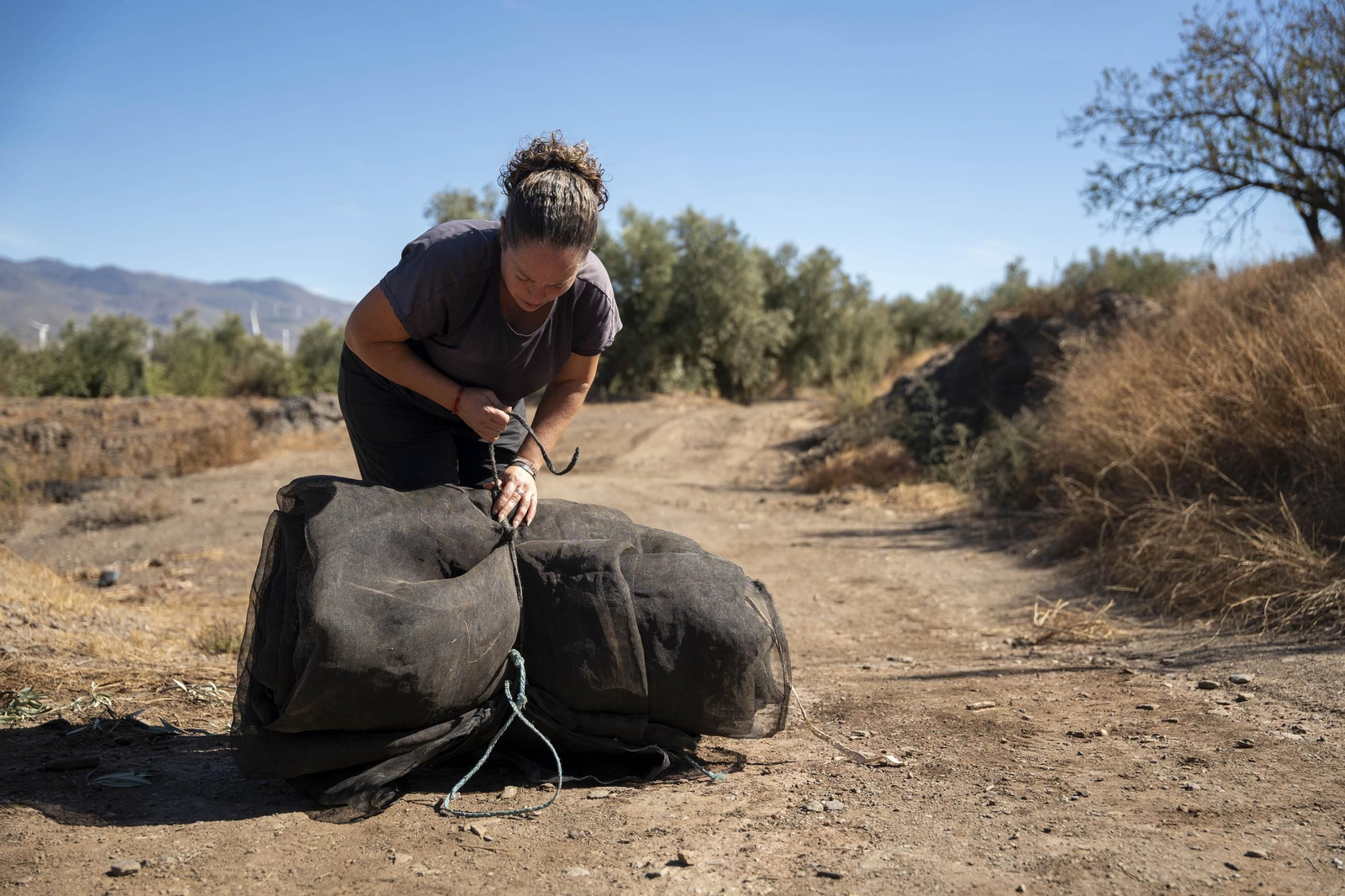 Las imágenes de la campaña recogida de acetuna en Fiñana