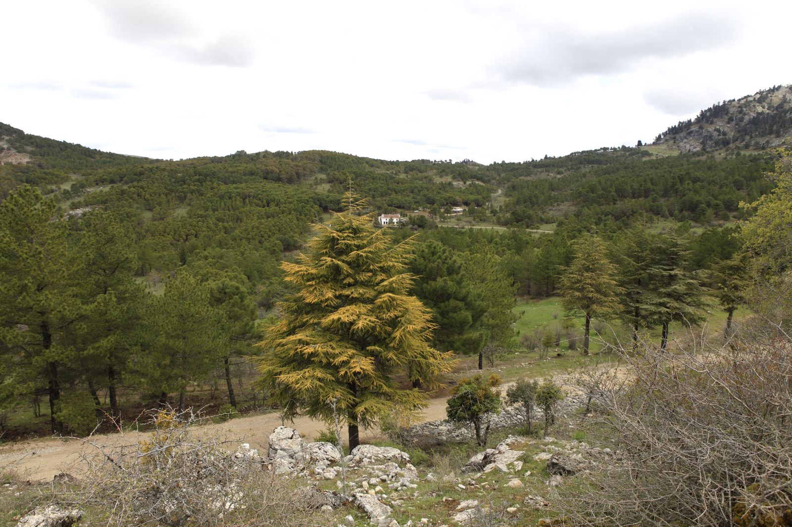 Zona del refugio de Quejigales de la Sierra de las Nieves